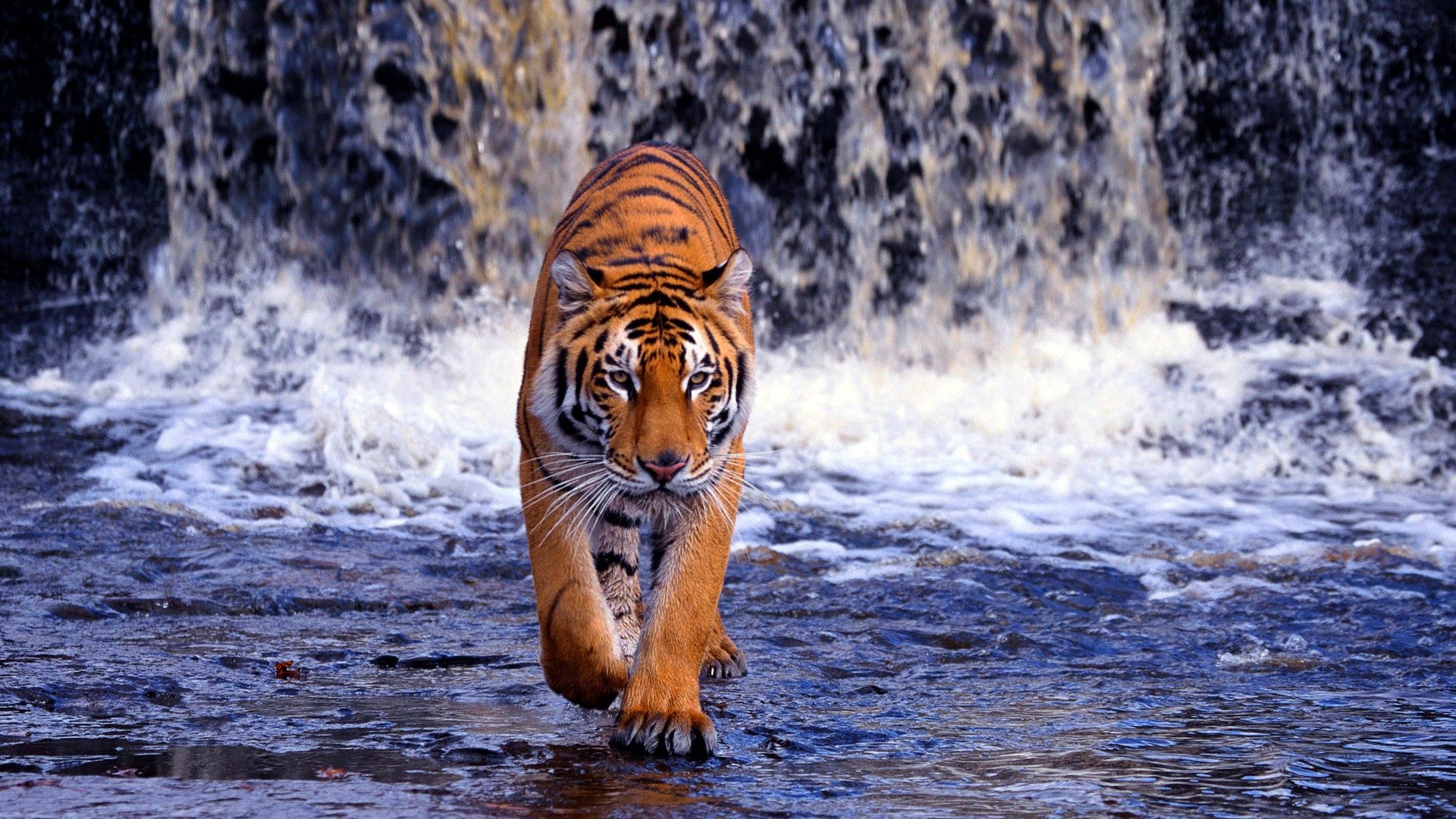 77289 скачать картинку тигр, водопад, большая кошка, животные, прогулка, худой - обои и заставки бесплатно