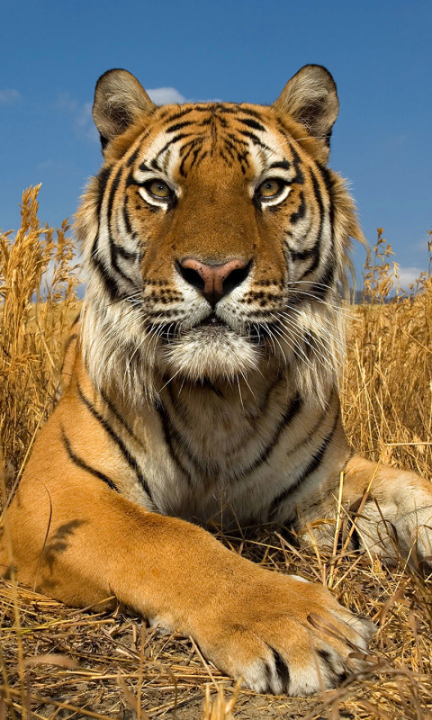 Descarga gratuita de fondo de pantalla para móvil de Animales, Gatos, Tigre.