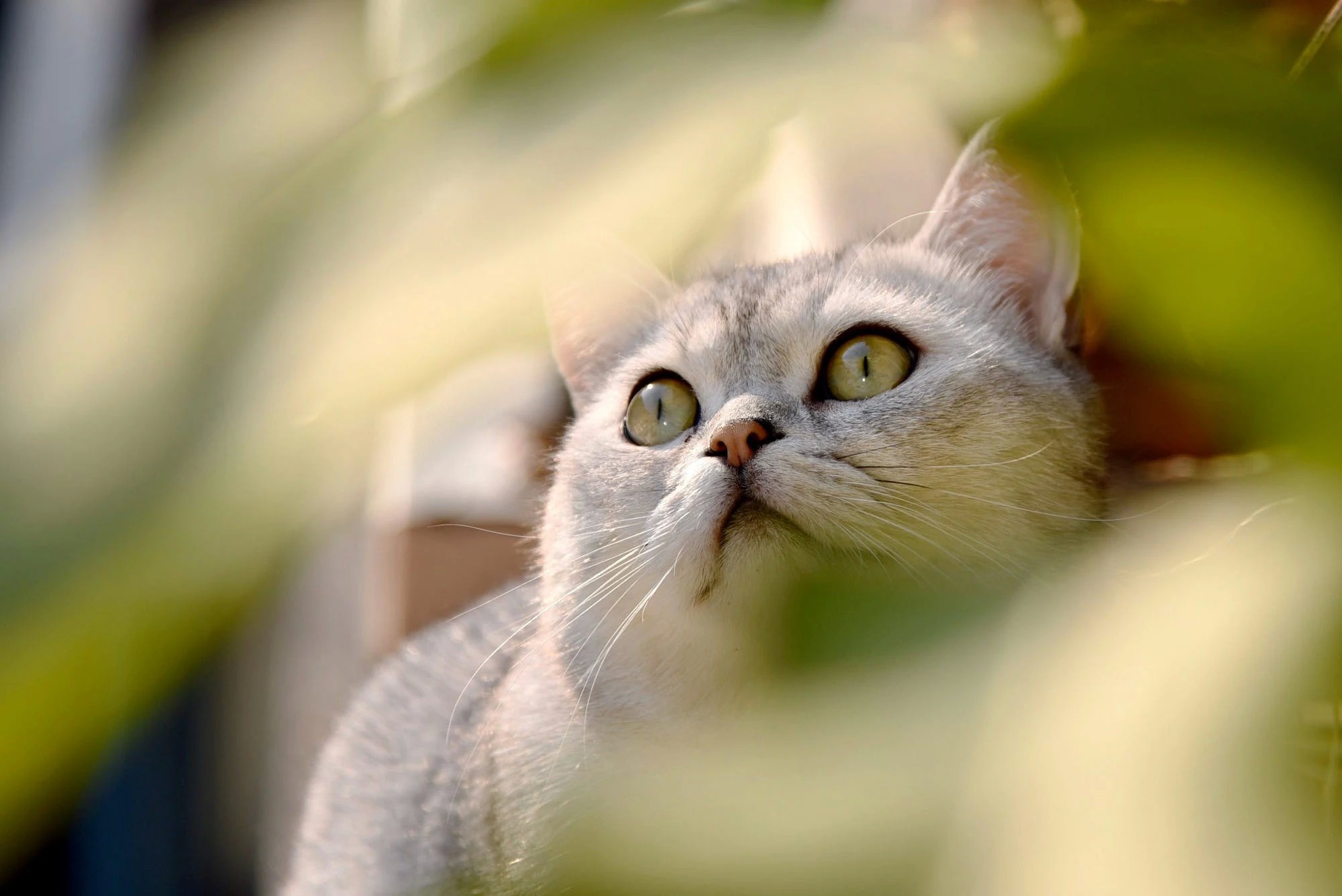 Handy-Wallpaper Tiere, Katzen, Katze kostenlos herunterladen.