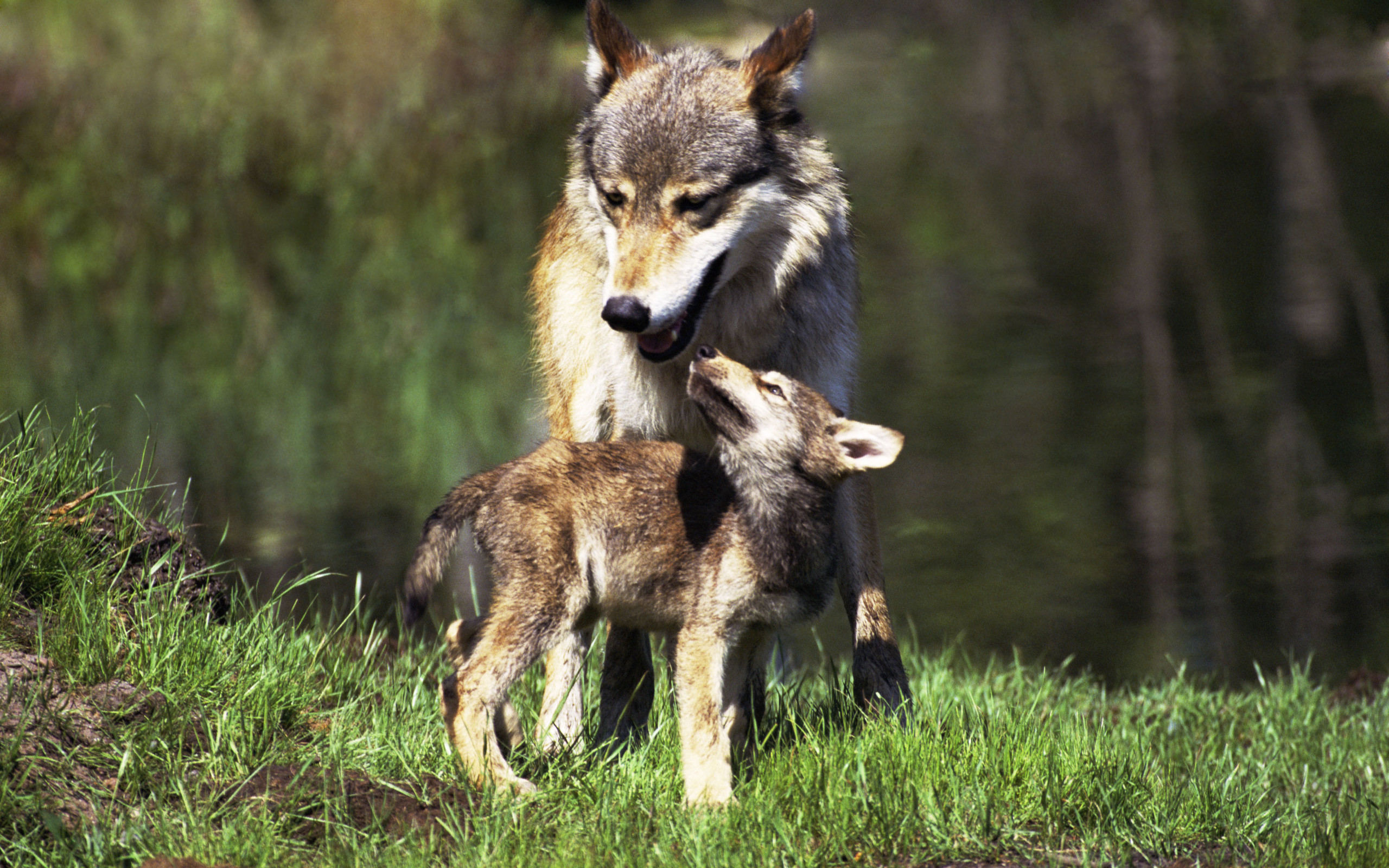 Téléchargez des papiers peints mobile Wolves, Loup, Animaux gratuitement.