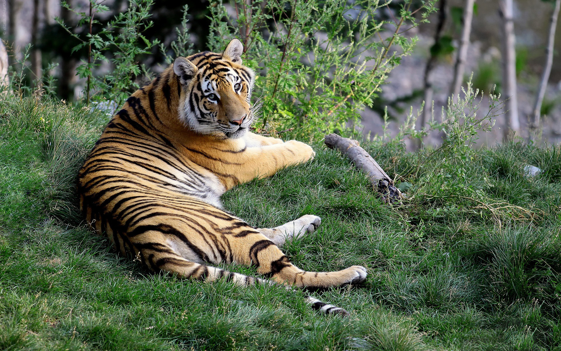 Téléchargez gratuitement l'image Animaux, Tigre sur le bureau de votre PC