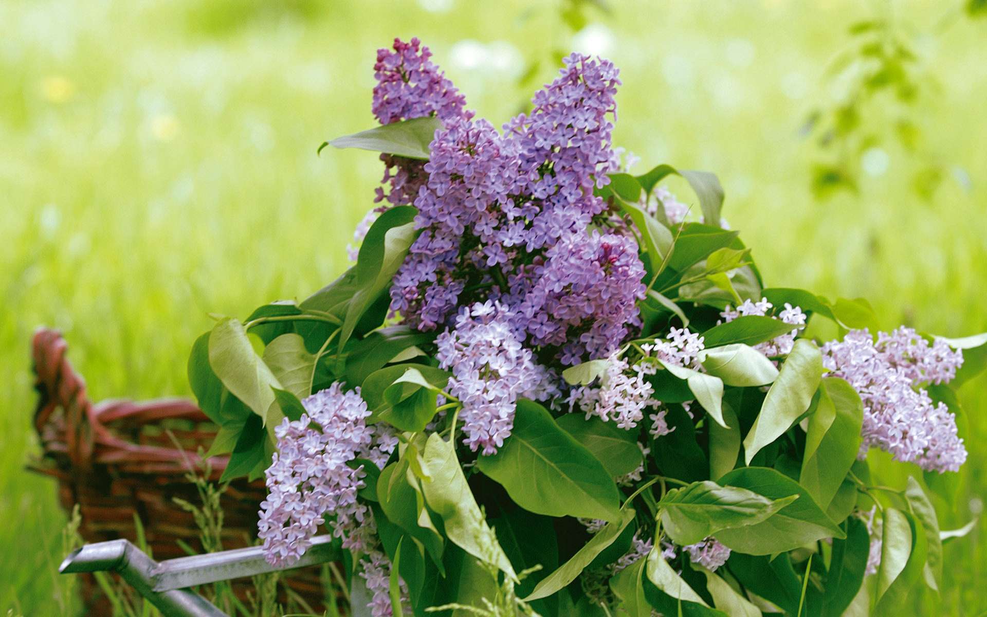 Laden Sie das Blüte, Blumen, Erde/natur-Bild kostenlos auf Ihren PC-Desktop herunter