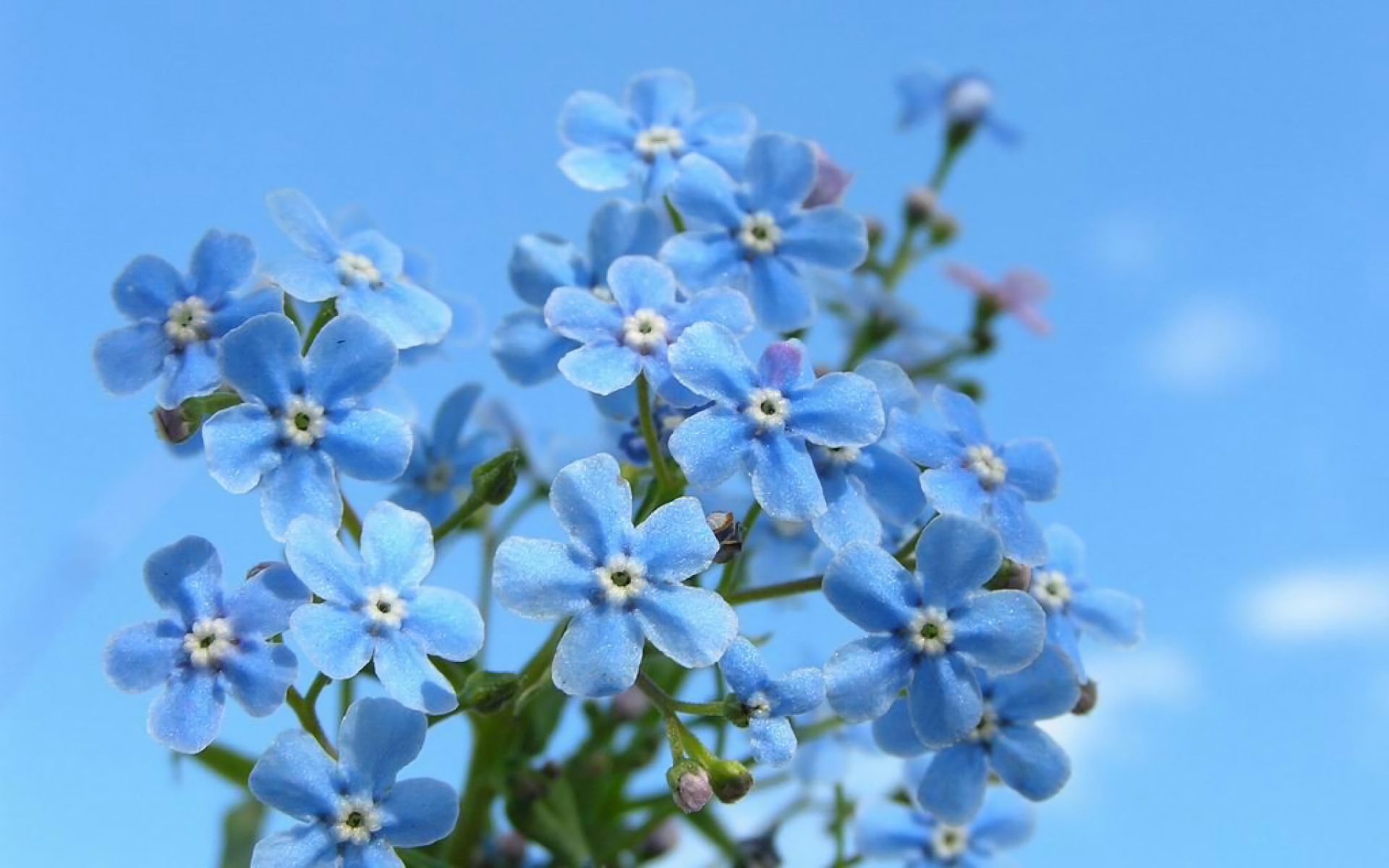 Скачать обои бесплатно Цветок, Незабудка, Земля/природа, Синий Цветок, Флауэрсы картинка на рабочий стол ПК