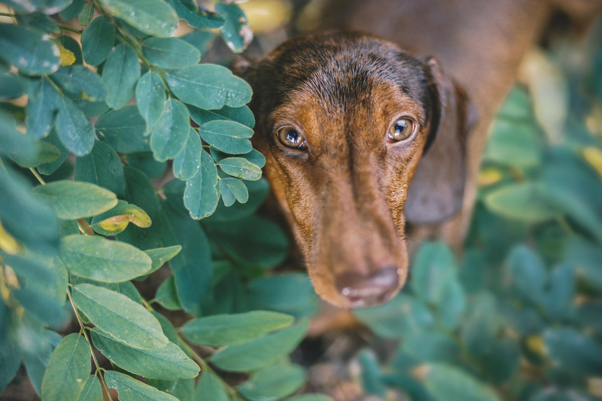 Download mobile wallpaper Dogs, Dog, Muzzle, Leaf, Animal, Dachshund, Stare for free.