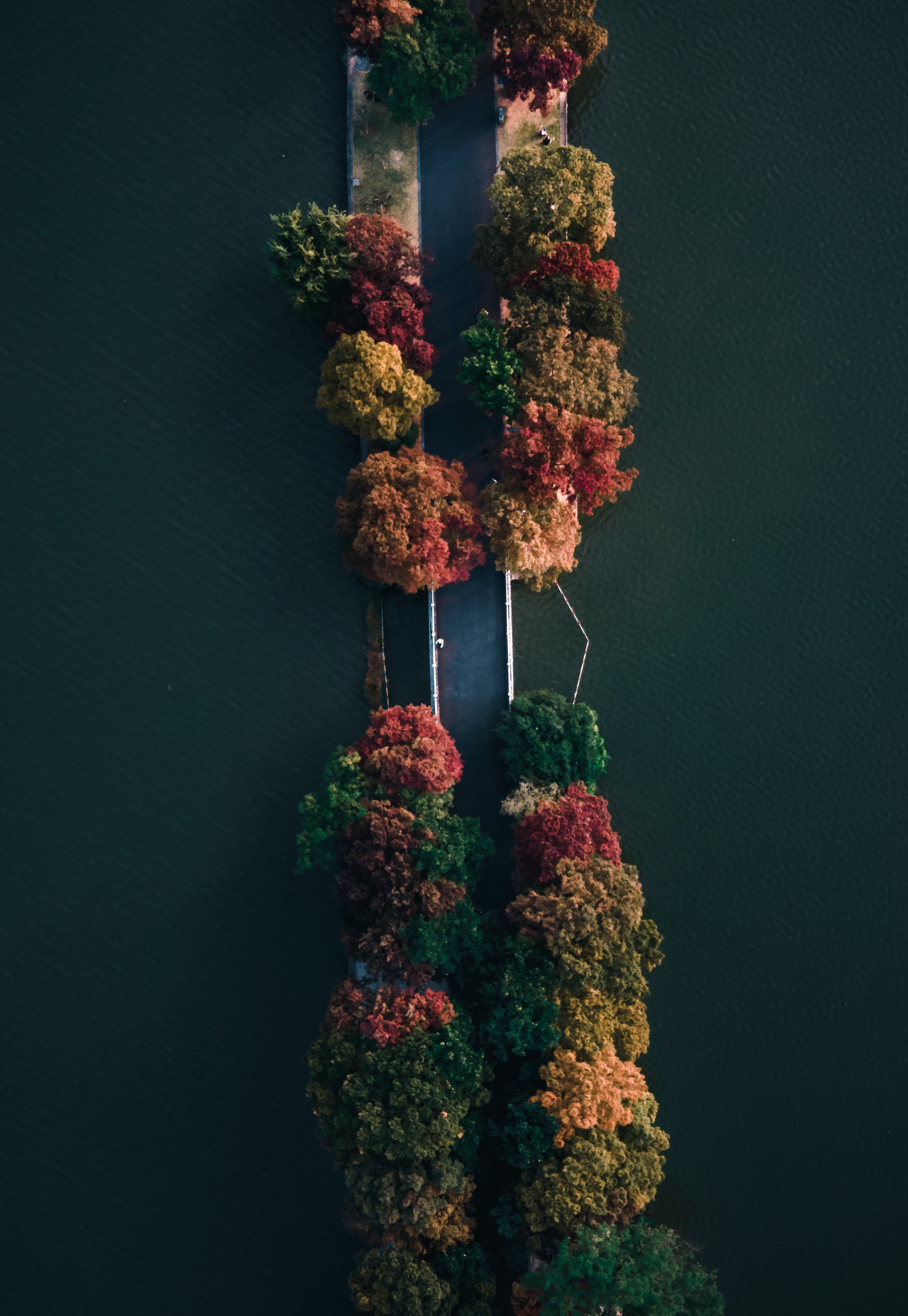 Download mobile wallpaper Trees, Nature, View From Above, Road, Sea for free.