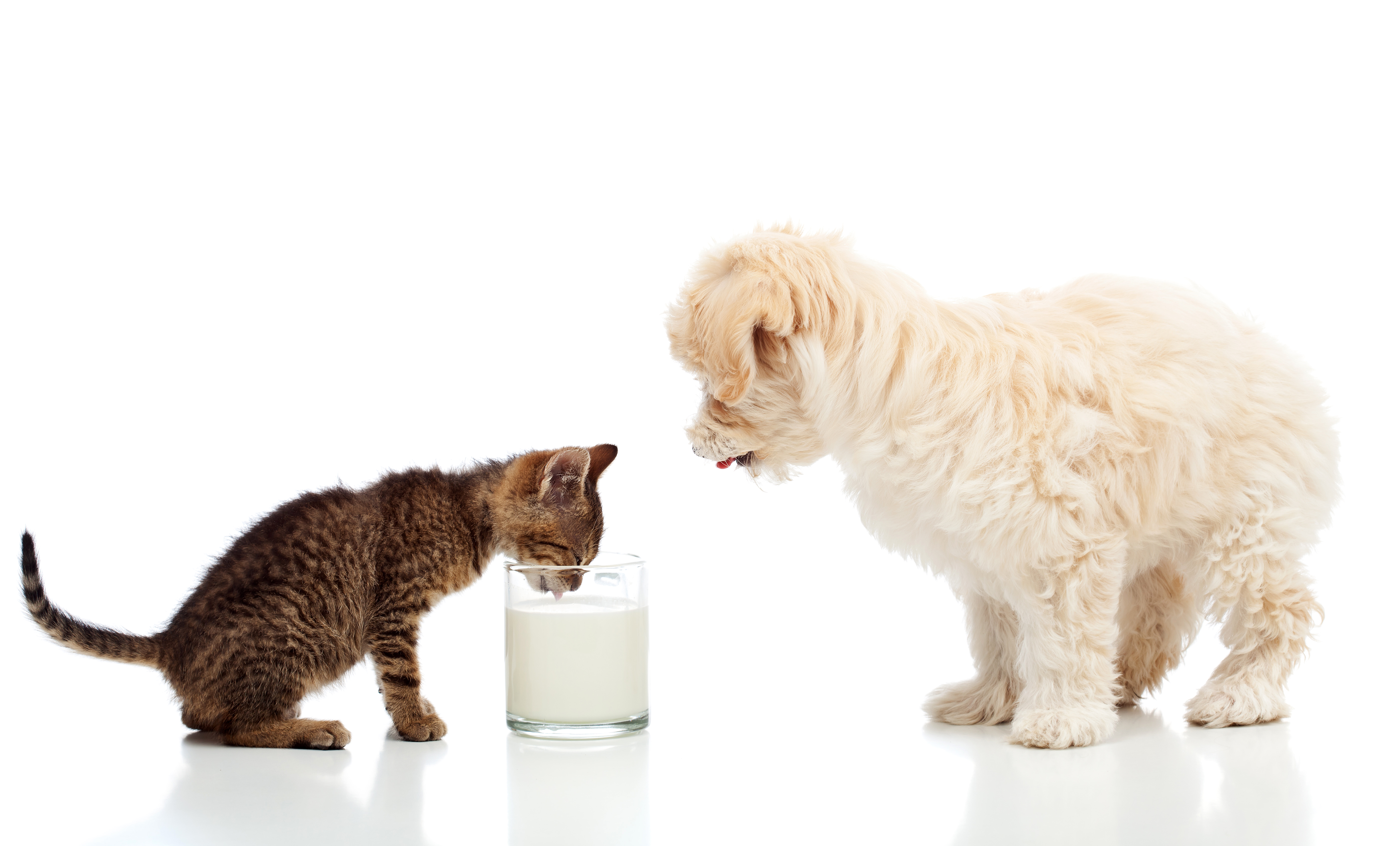 Handy-Wallpaper Tiere, Katze, Kätzchen, Hund, Welpen, Milch, Tierbaby, Katz & Hund kostenlos herunterladen.