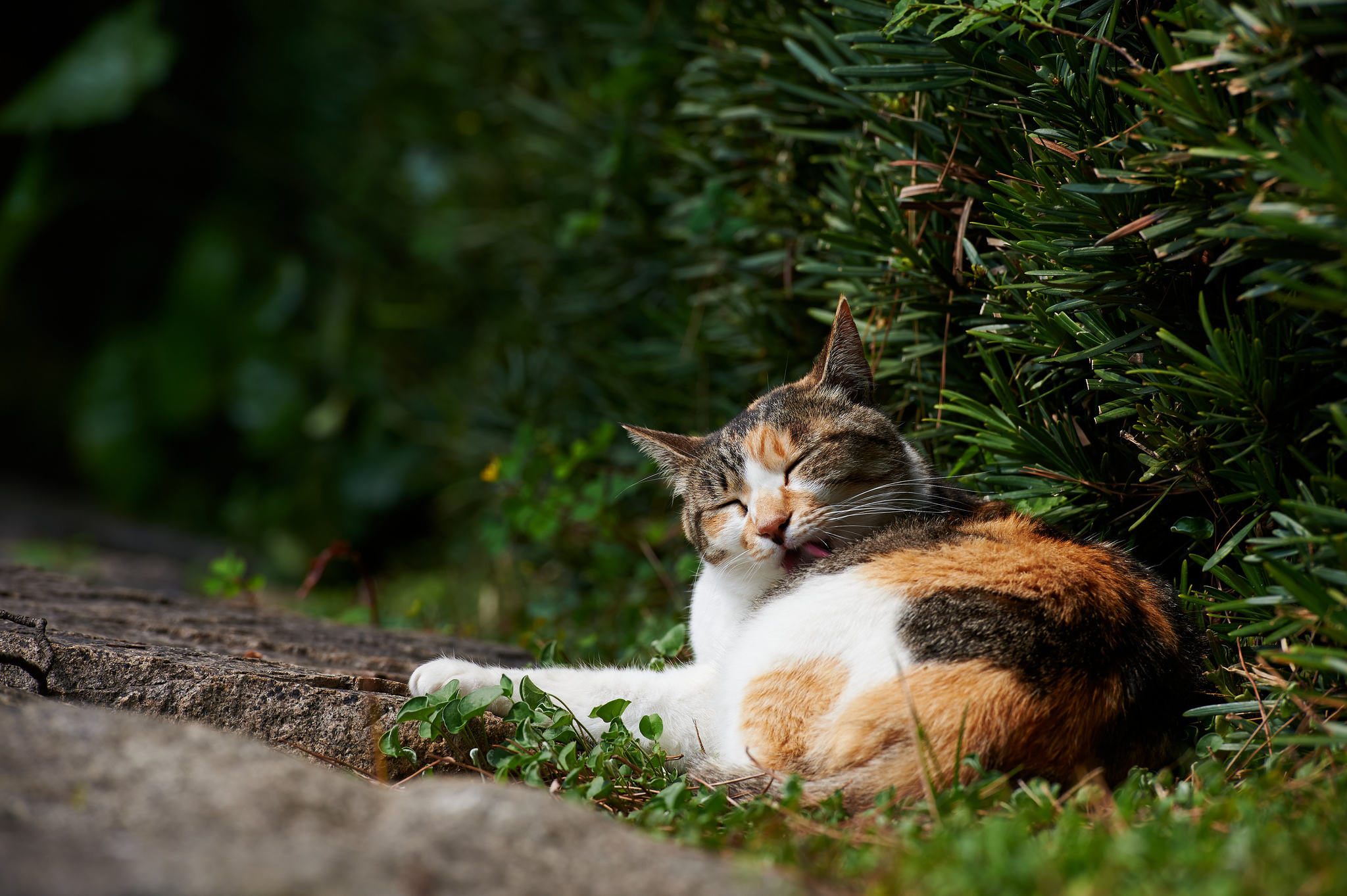 Handy-Wallpaper Katze, Katzen, Tiere kostenlos herunterladen.