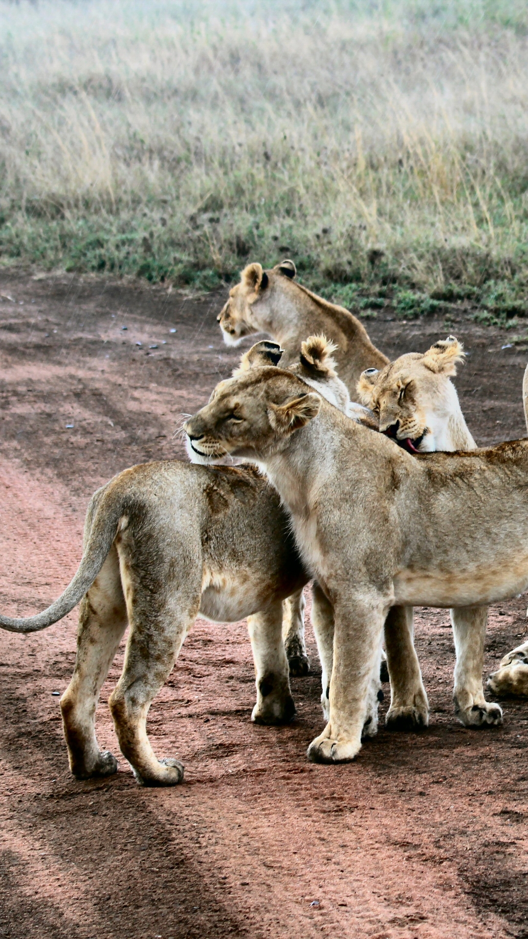 Téléchargez des papiers peints mobile Animaux, Chats, Lion gratuitement.