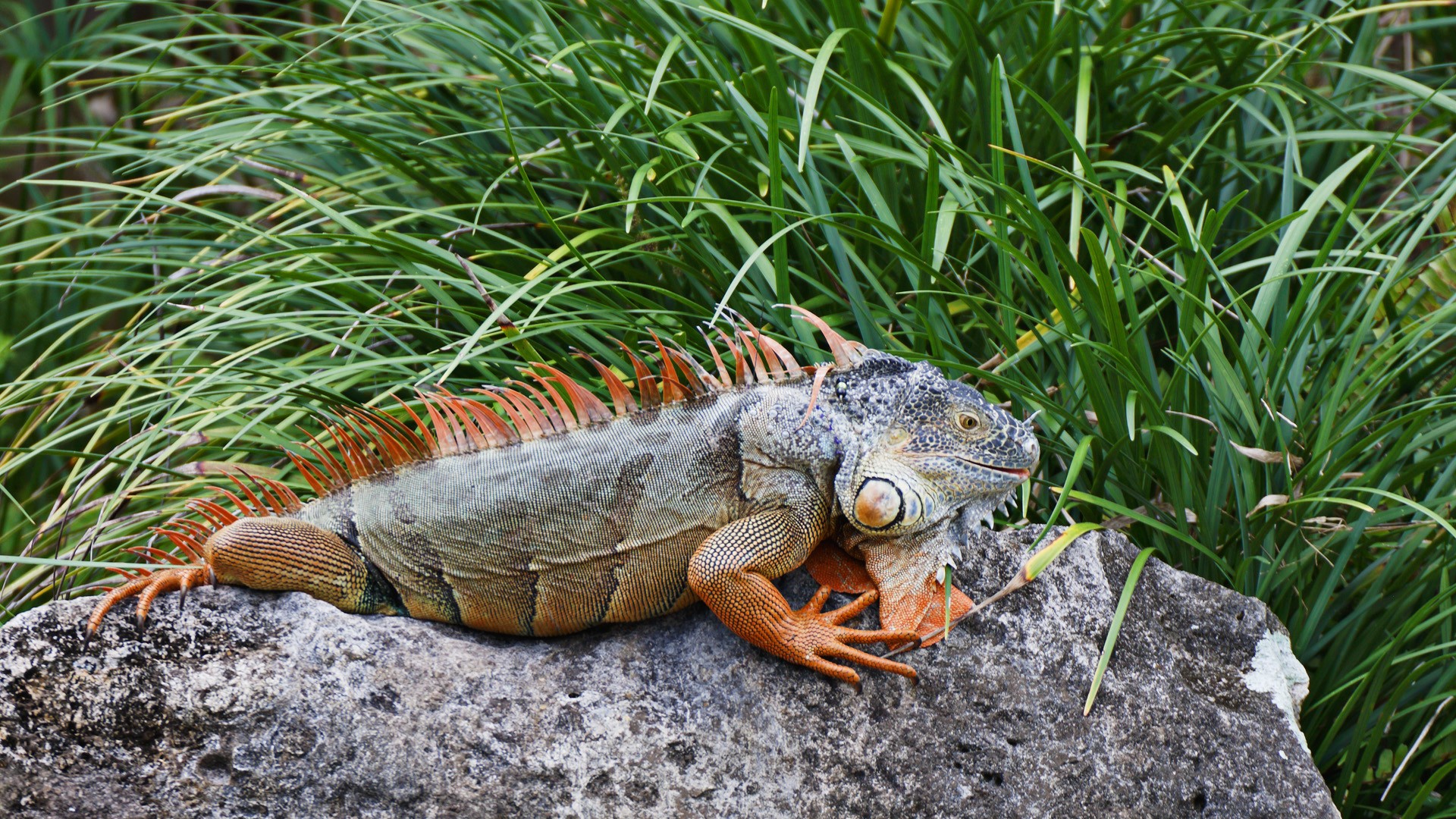 Download mobile wallpaper Iguana, Reptile, Lizard, Reptiles, Animal for free.