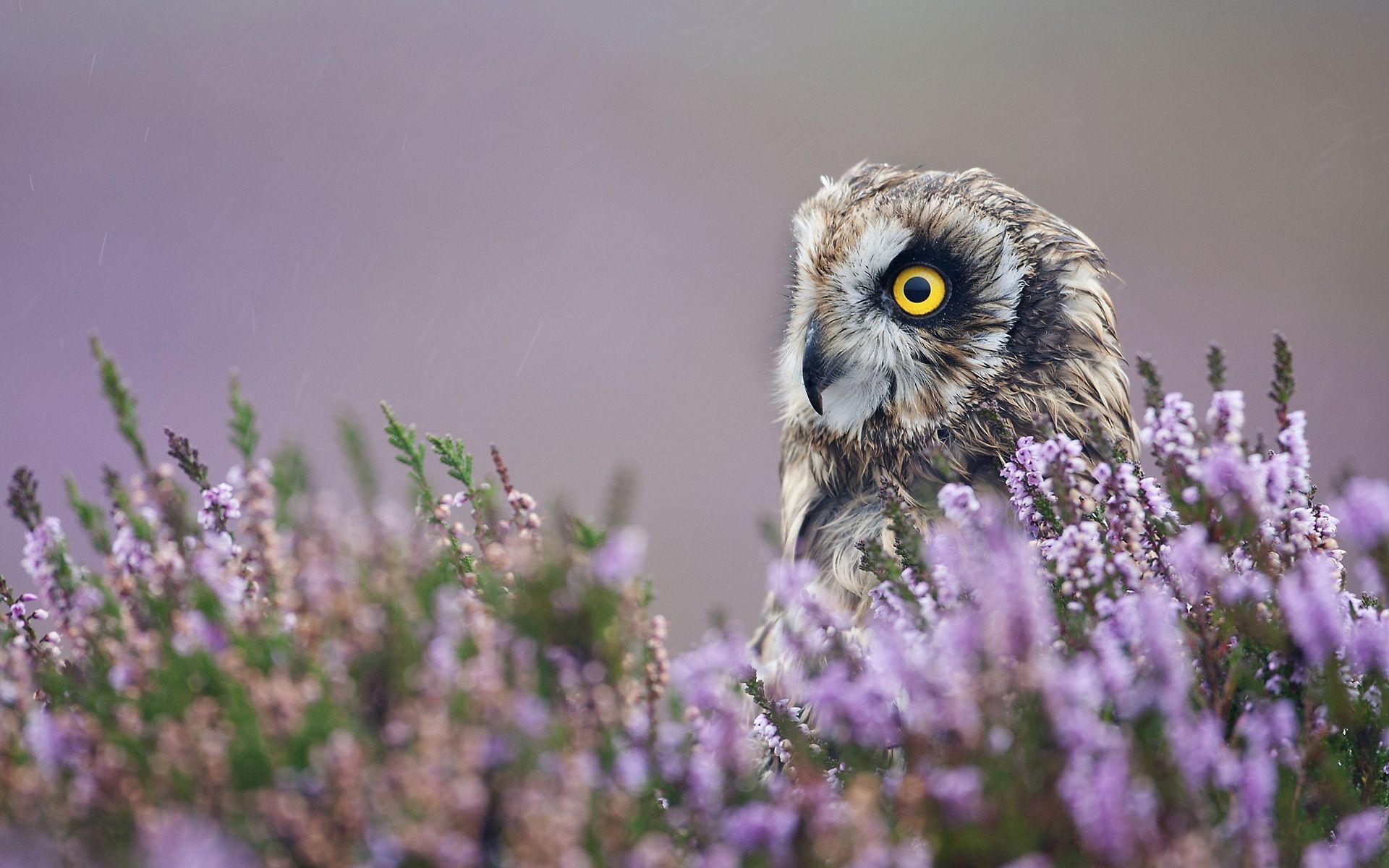 lavender, owl, animals, flowers, bird, profile Phone Background