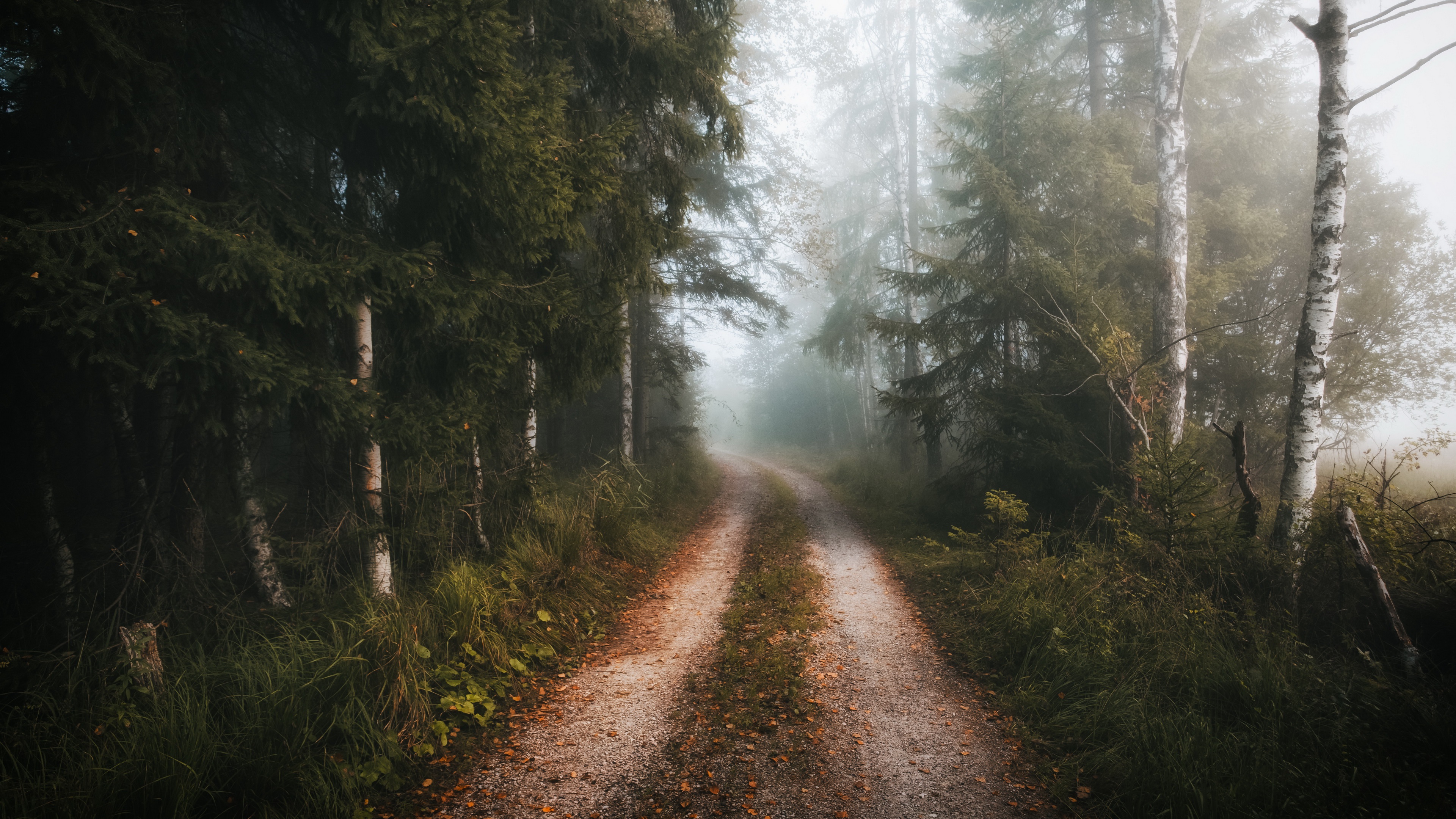 Download mobile wallpaper Forest, Fog, Path, Birch, Man Made for free.