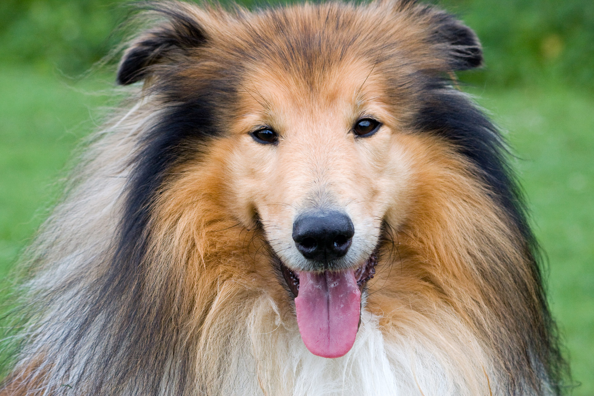 PCデスクトップに動物, 犬, ラフ・コリー画像を無料でダウンロード