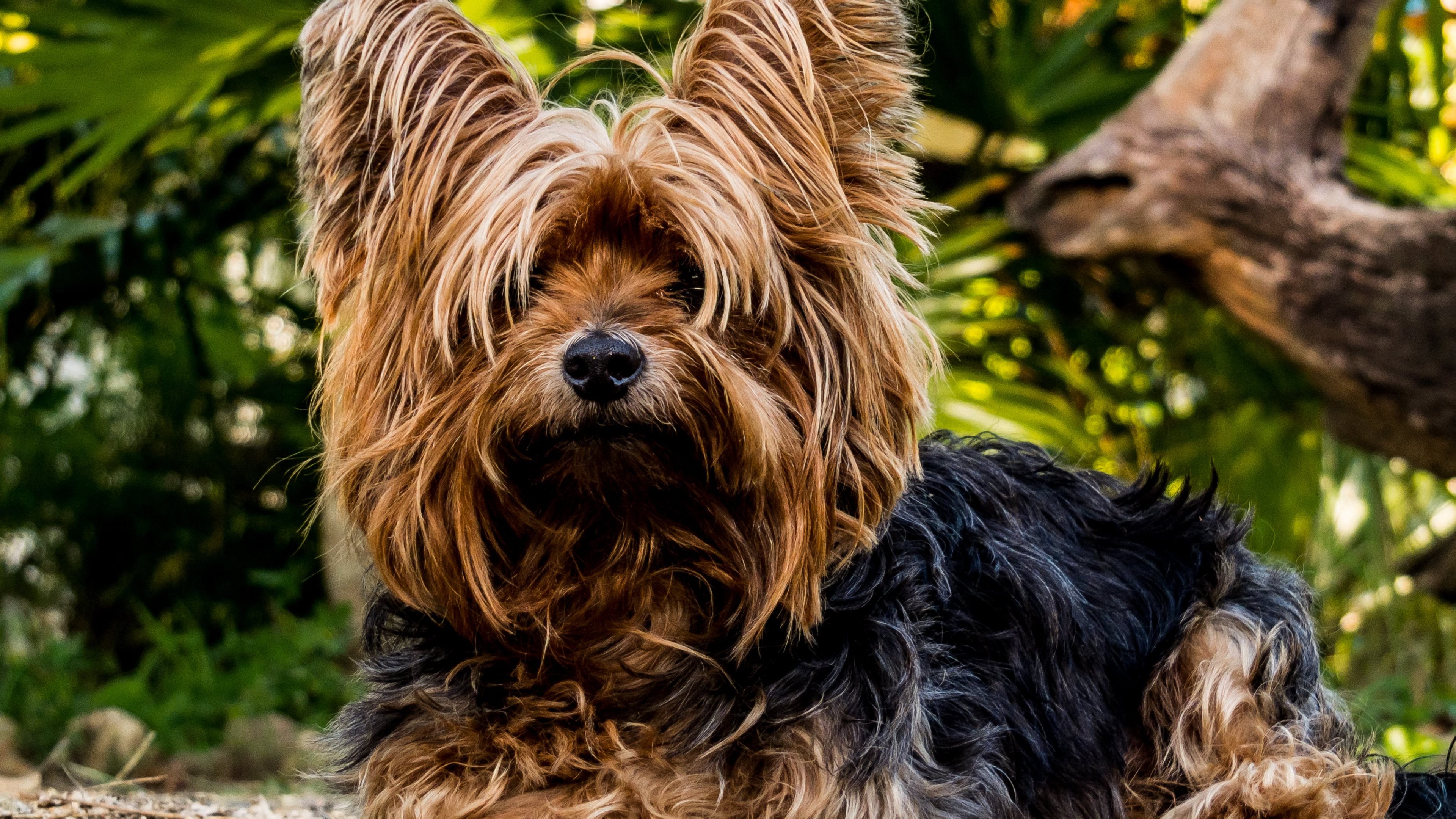 403889 descargar imagen animales, yorkshire terrier, perro, perros: fondos de pantalla y protectores de pantalla gratis