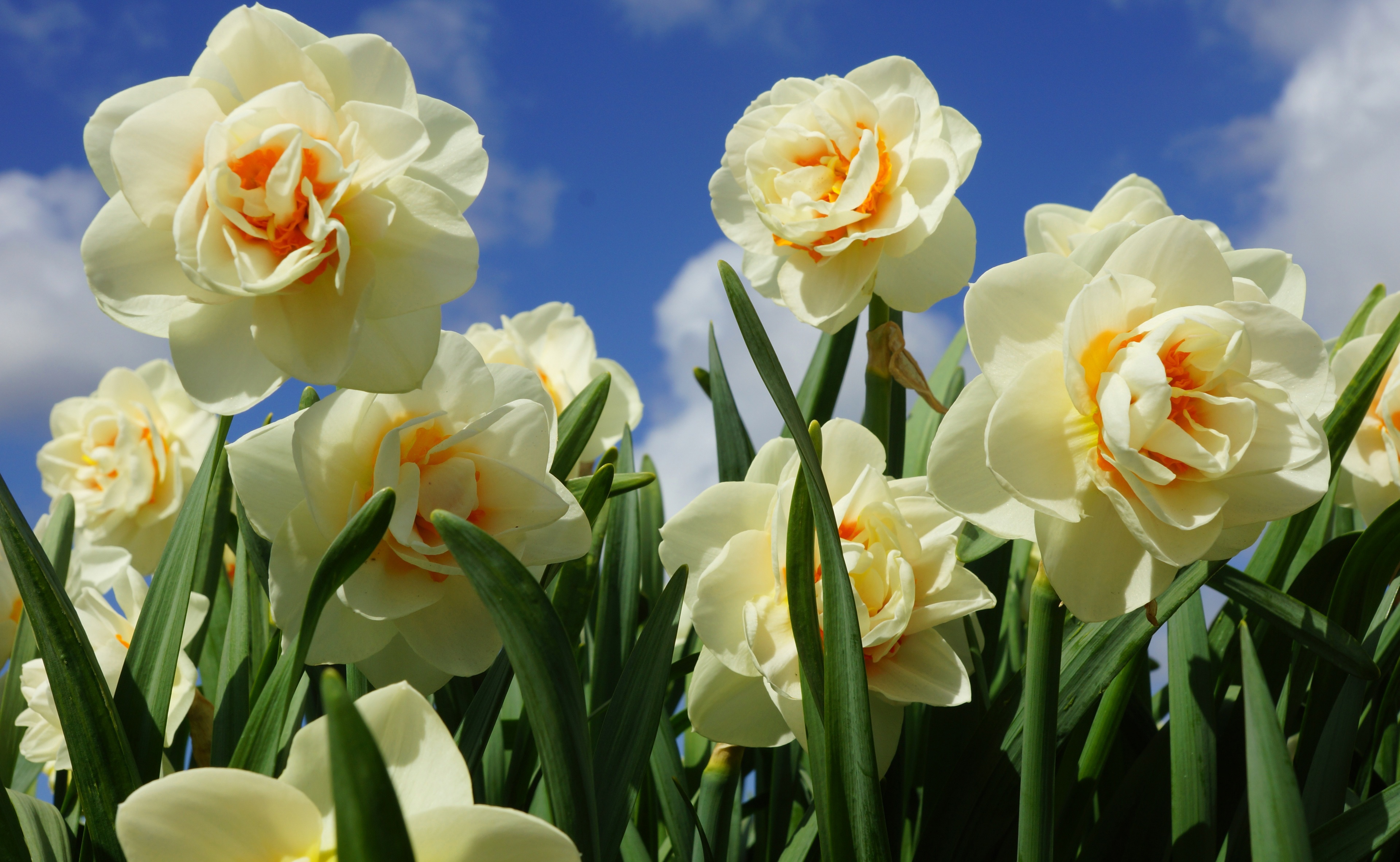 Download mobile wallpaper Nature, Flowers, Summer, Flower, Earth, White Flower, Daffodil for free.
