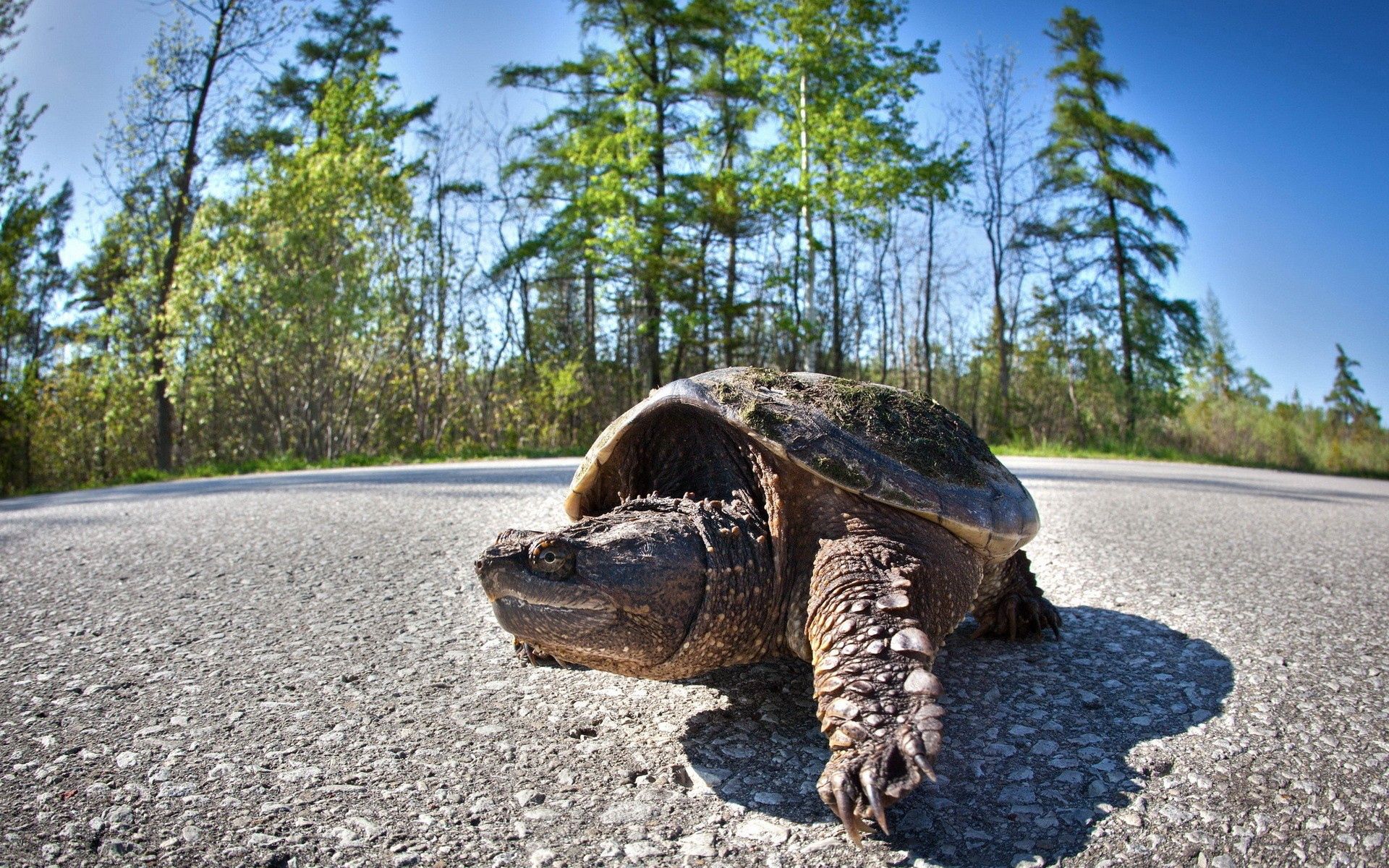 animals, trees, road, stroll, carapace, shell, turtle