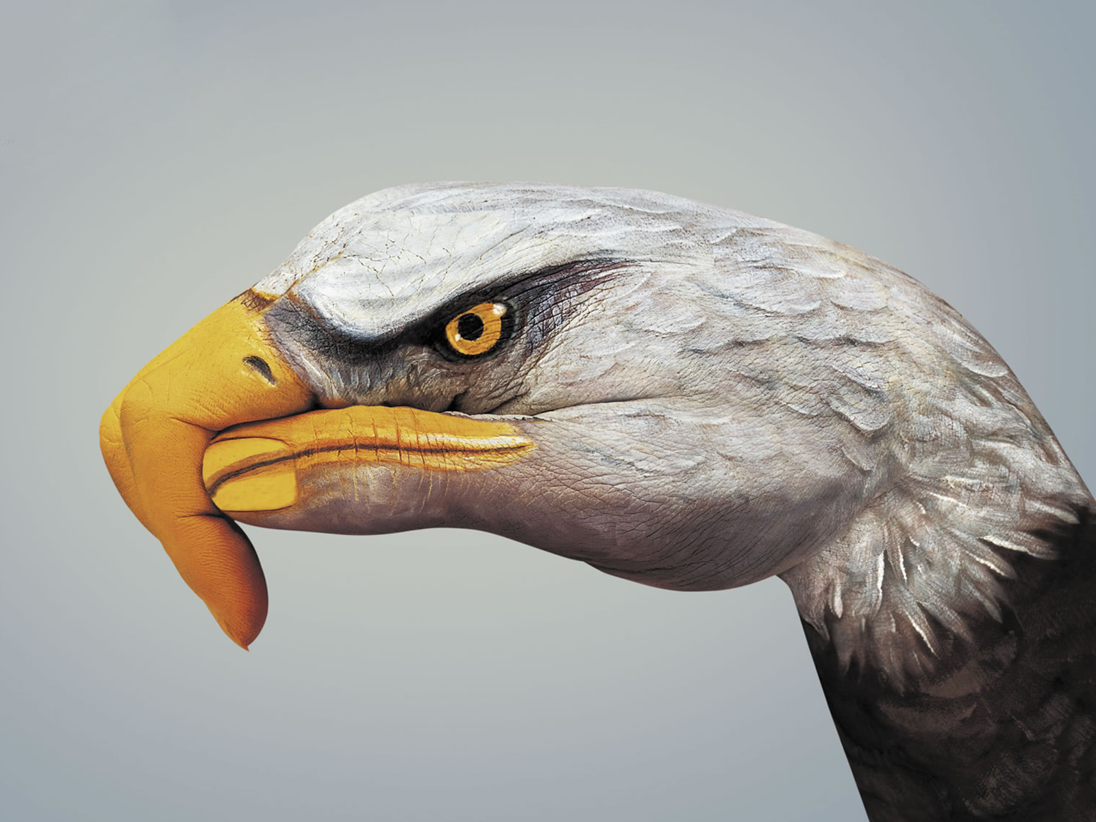 無料モバイル壁紙動物, 鳥, 手, 鷲, 芸術的をダウンロードします。