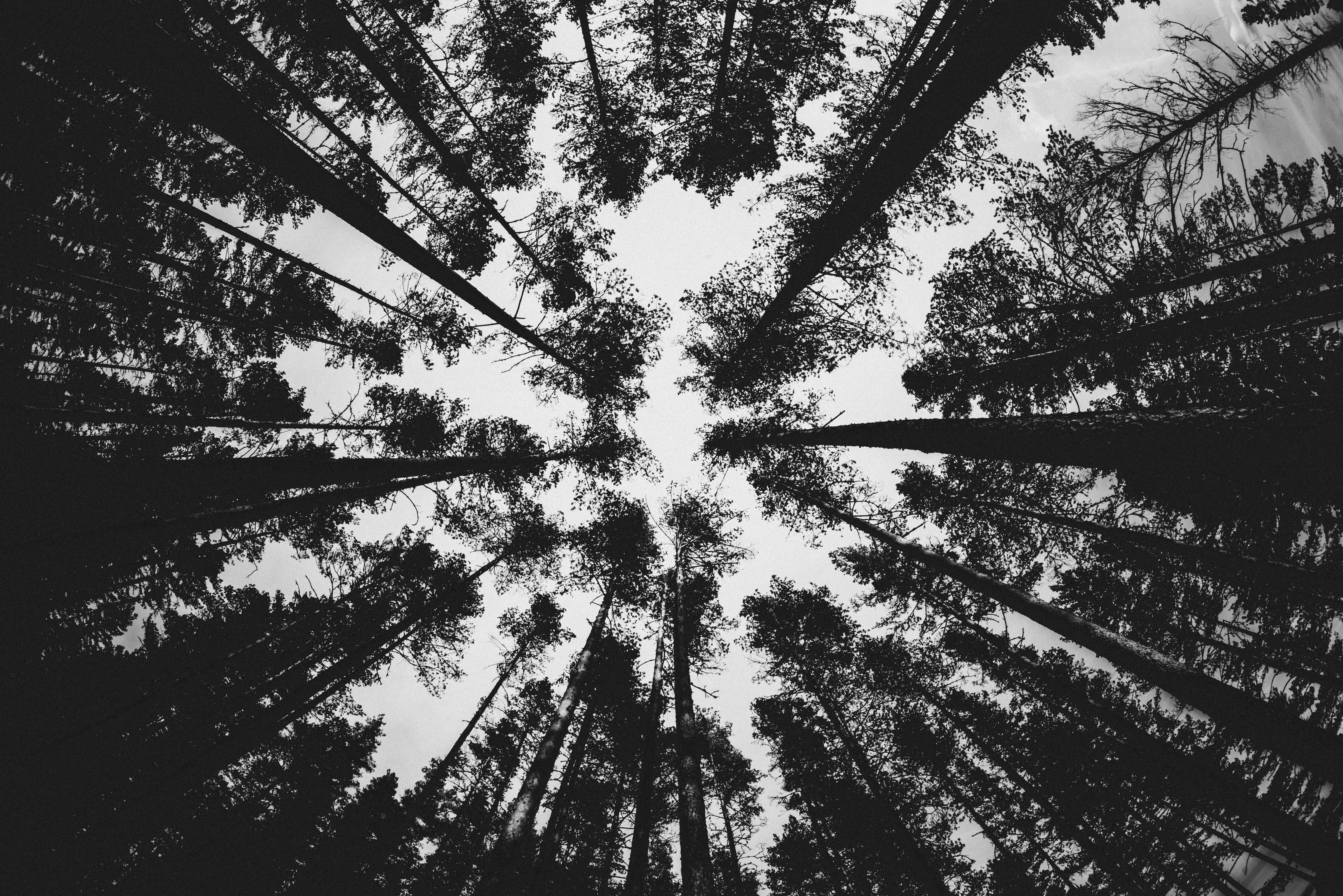 Download mobile wallpaper Forest, Pine, Trees, Chb, Bw, Nature for free.