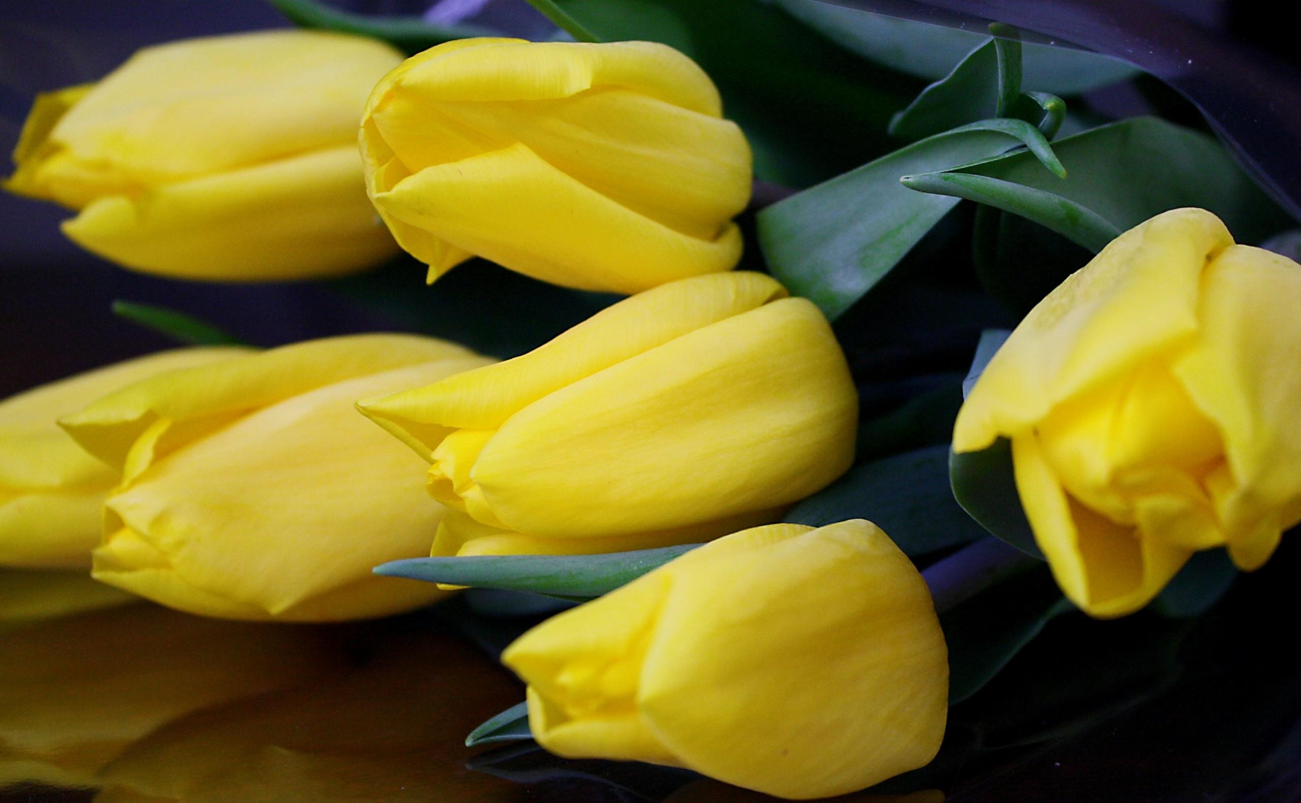 Horizontal Wallpaper tulips, flowers, yellow, to lie down, lie