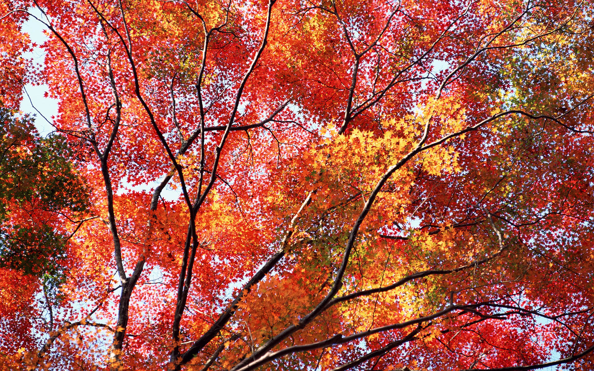 Descarga gratis la imagen Otoño, Tierra/naturaleza en el escritorio de tu PC