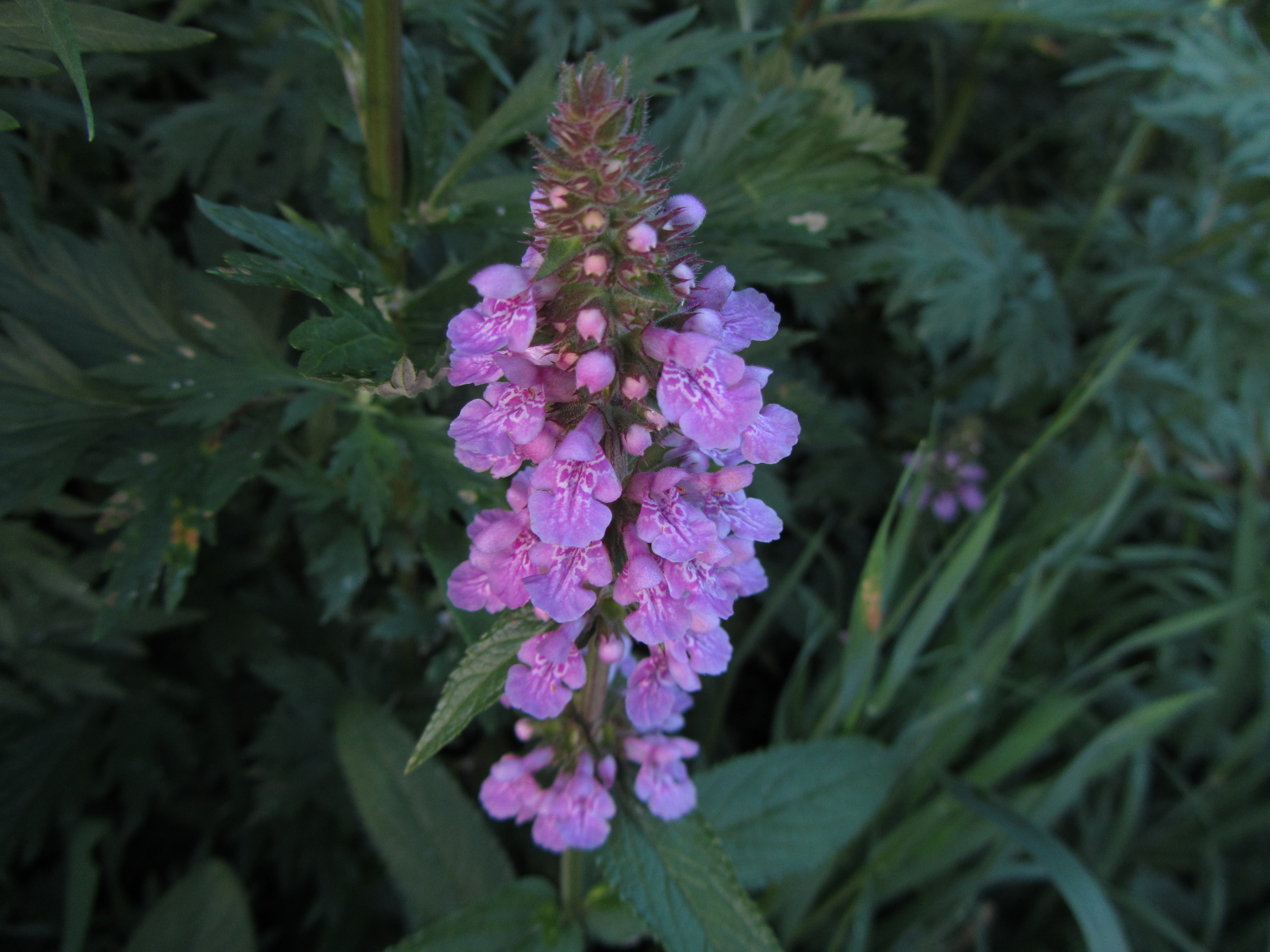 Descarga gratis la imagen Flores, Flor, Tierra/naturaleza en el escritorio de tu PC