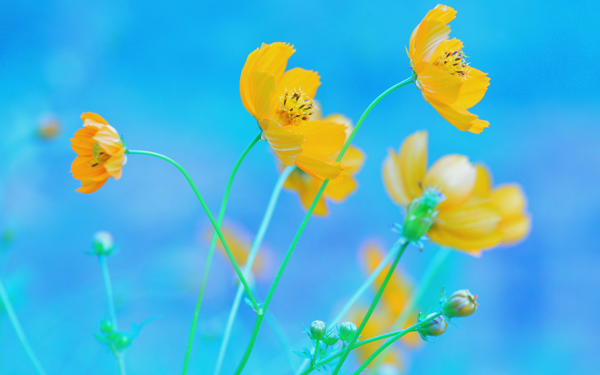 無料モバイル壁紙黄色い花, 宇宙, フラワーズ, 青い, 自然, 花, 地球をダウンロードします。