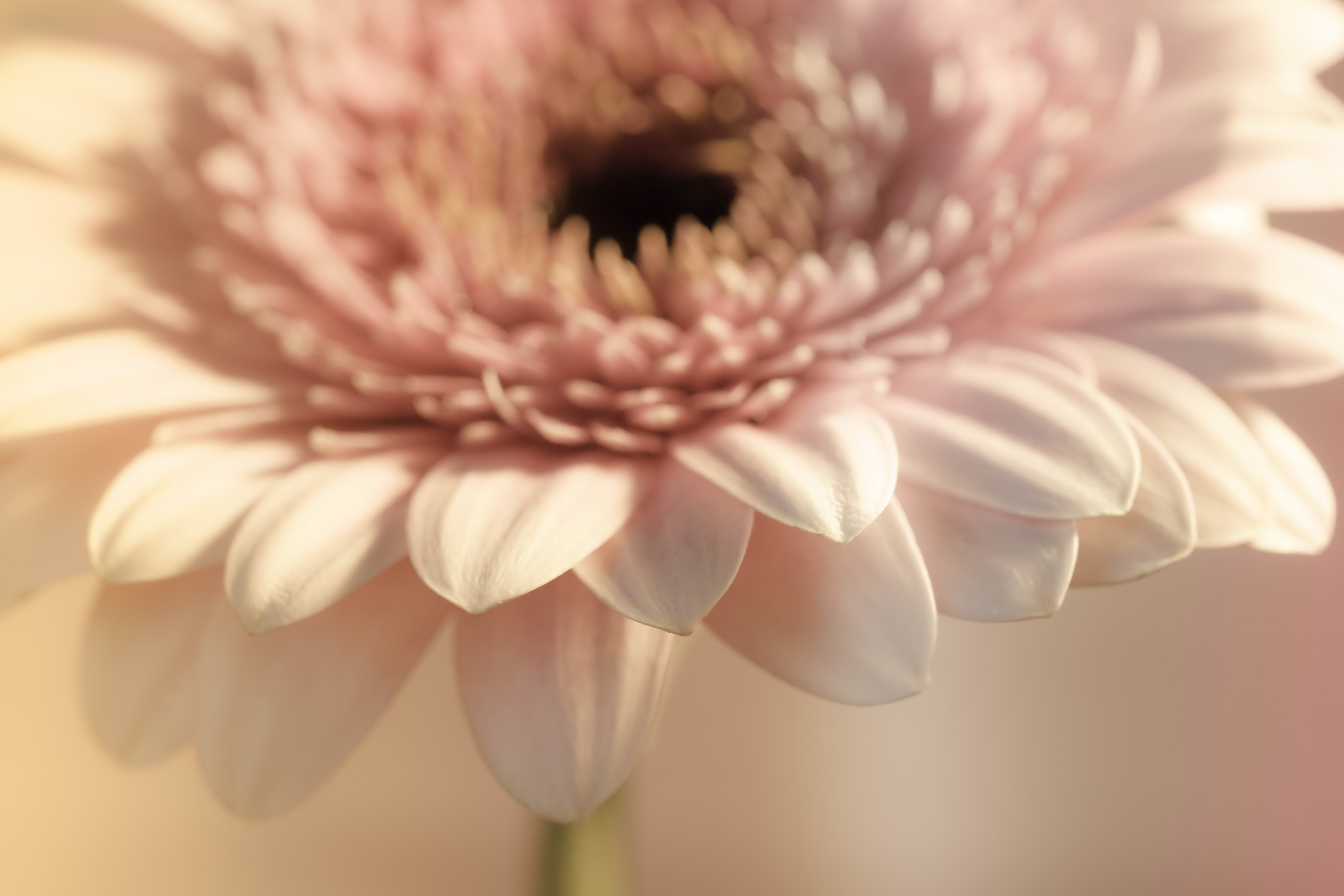 Download mobile wallpaper Earth, Gerbera for free.