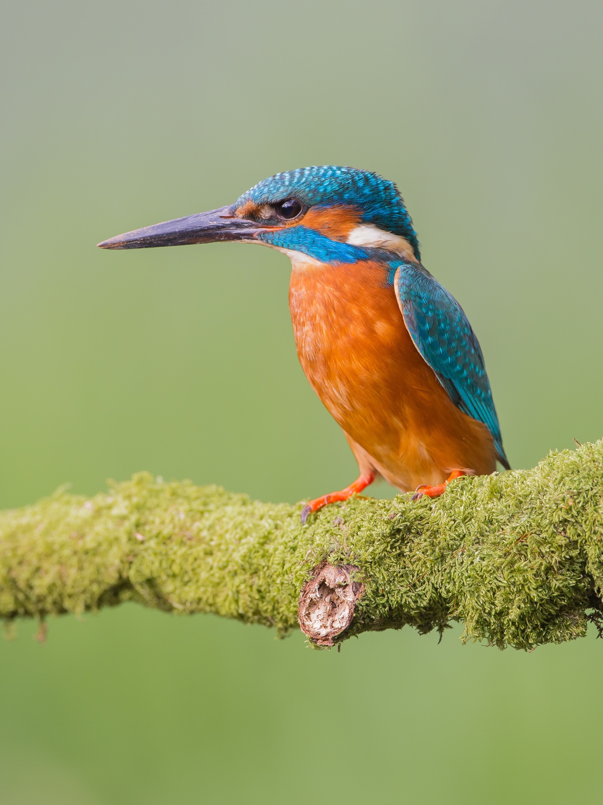 Free download wallpaper Birds, Bird, Branch, Animal, Kingfisher on your PC desktop