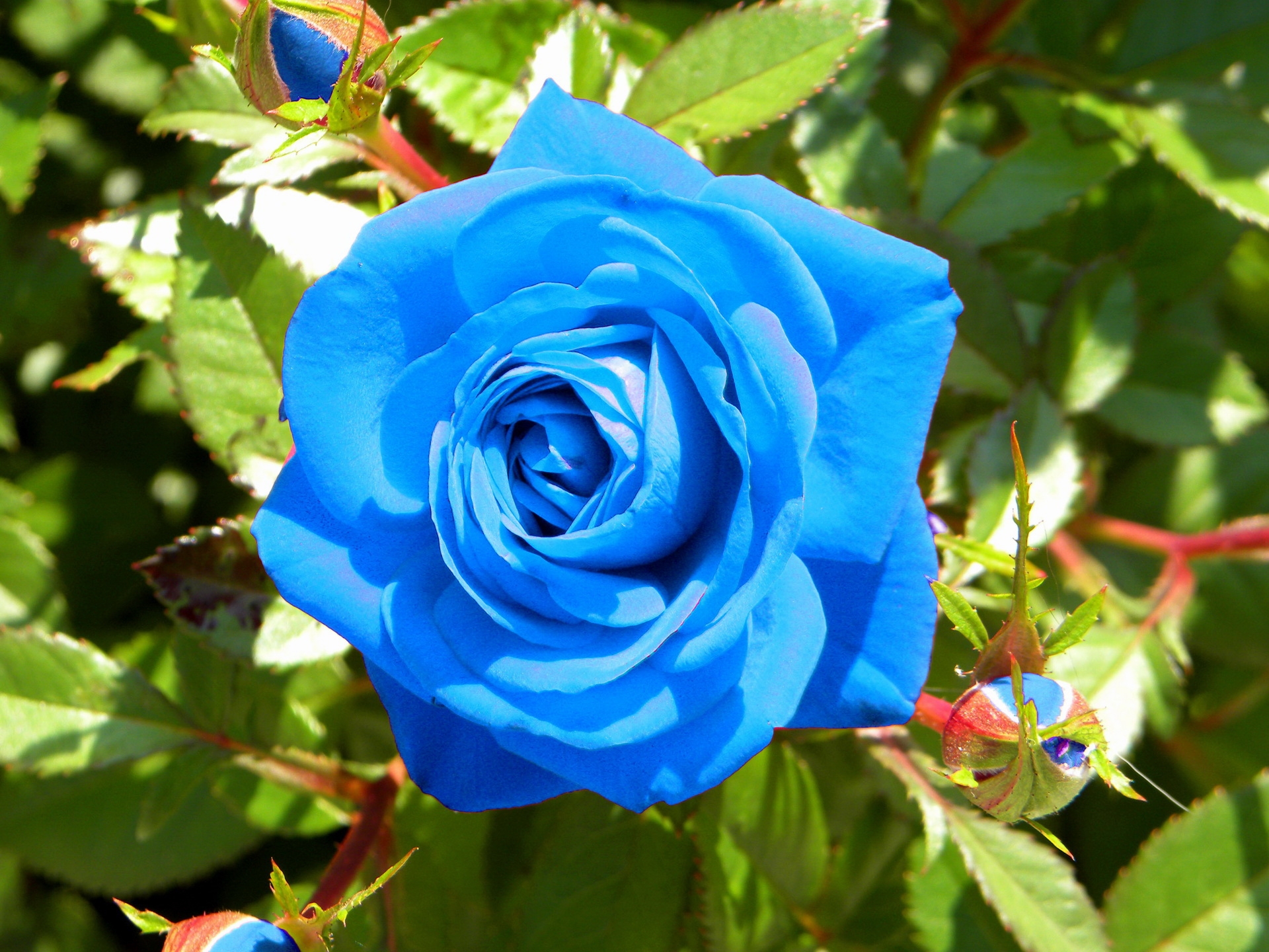 Téléchargez gratuitement l'image Fleurs, Une Rose, Bourgeons, Fleur, Briller, Lumière, Rose sur le bureau de votre PC