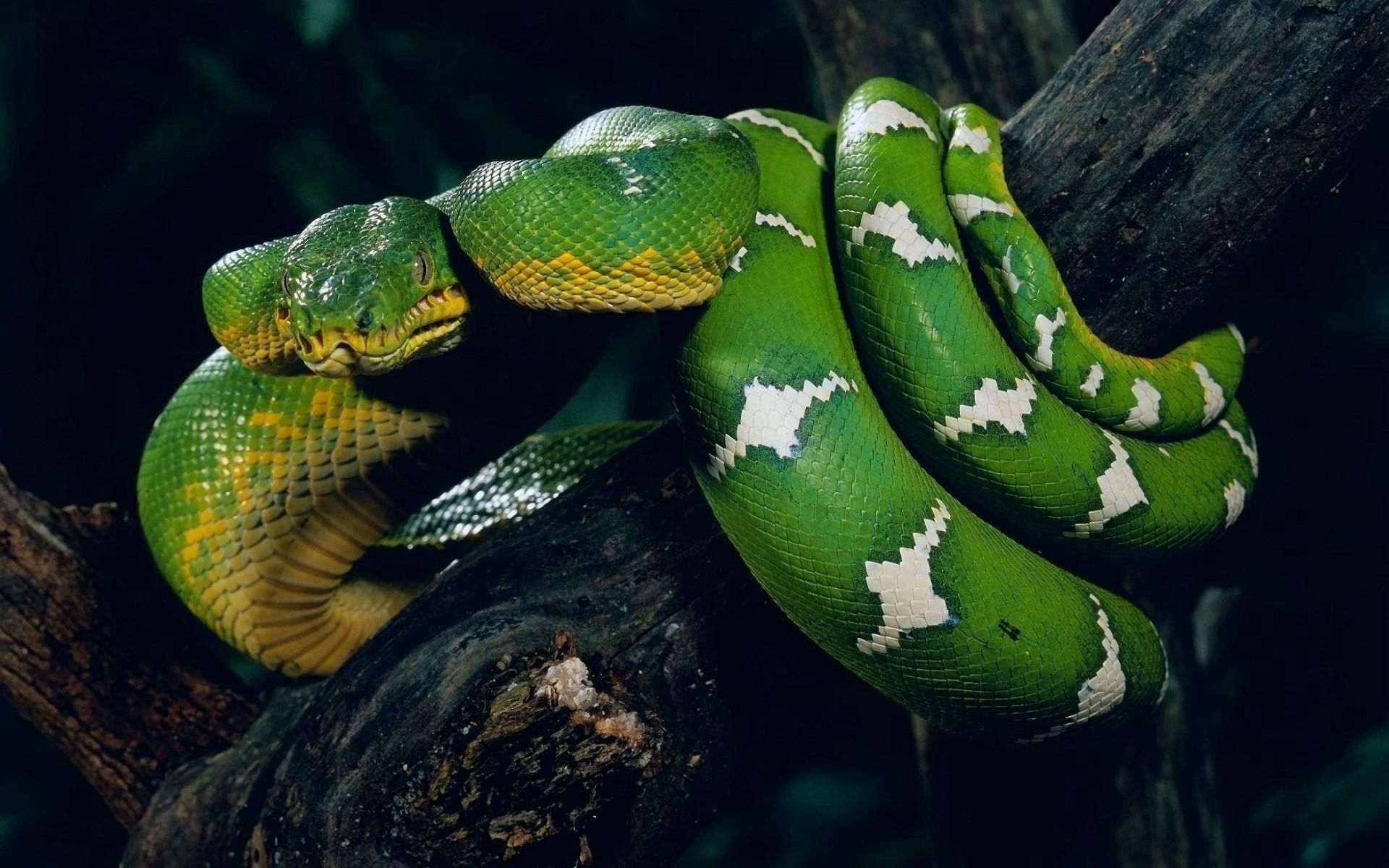 animals, wood, tree, color, stains, spots, snake, to entwine, entwine