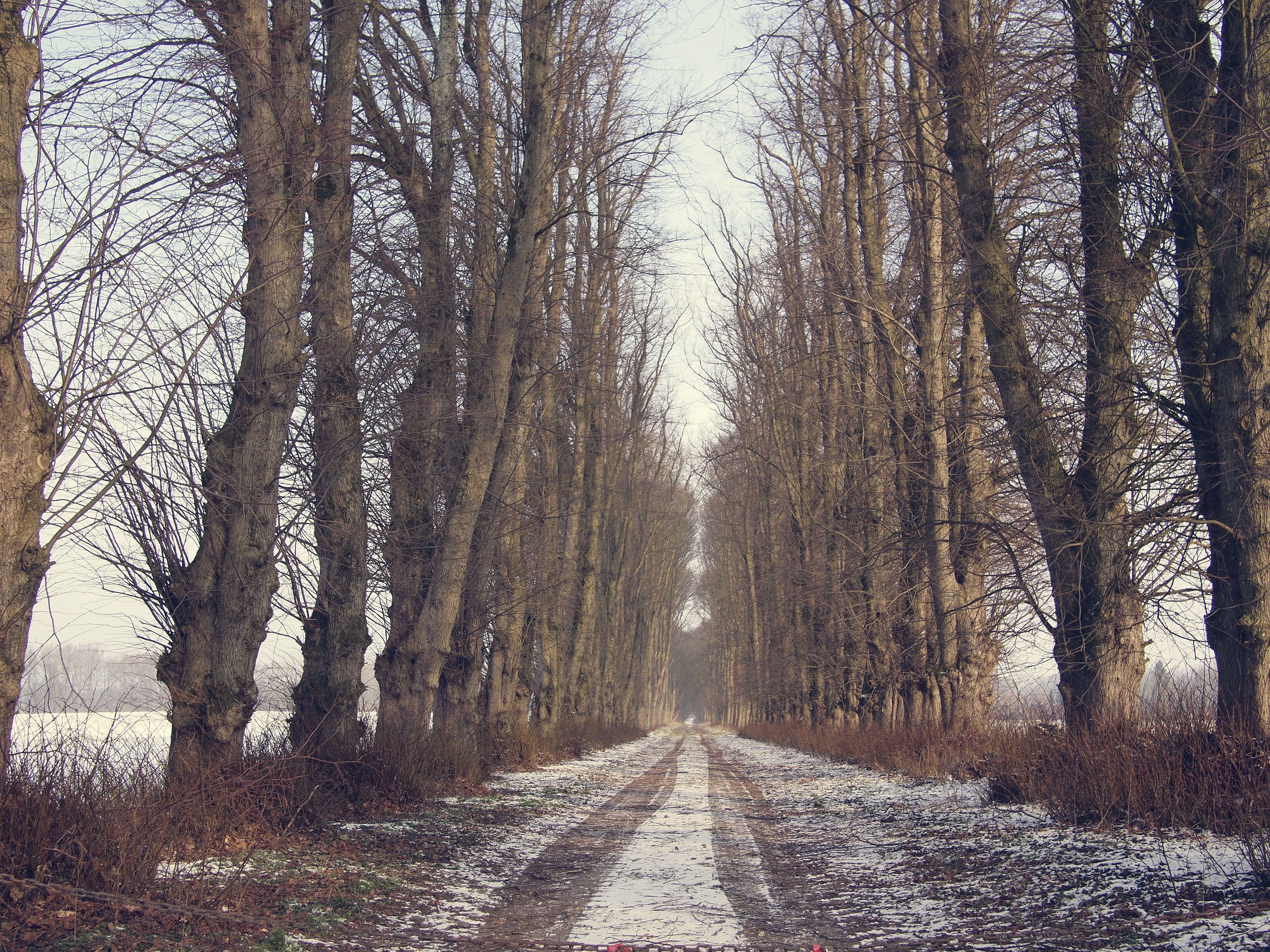 Free download wallpaper Winter, Trees, Snow, Road, Nature on your PC desktop