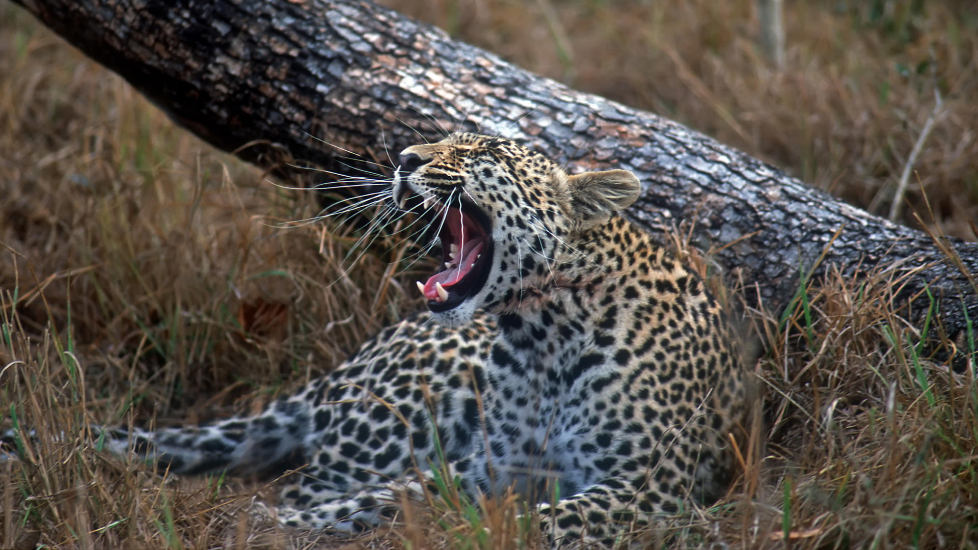 161230 télécharger l'image léopard, animaux, chats - fonds d'écran et économiseurs d'écran gratuits