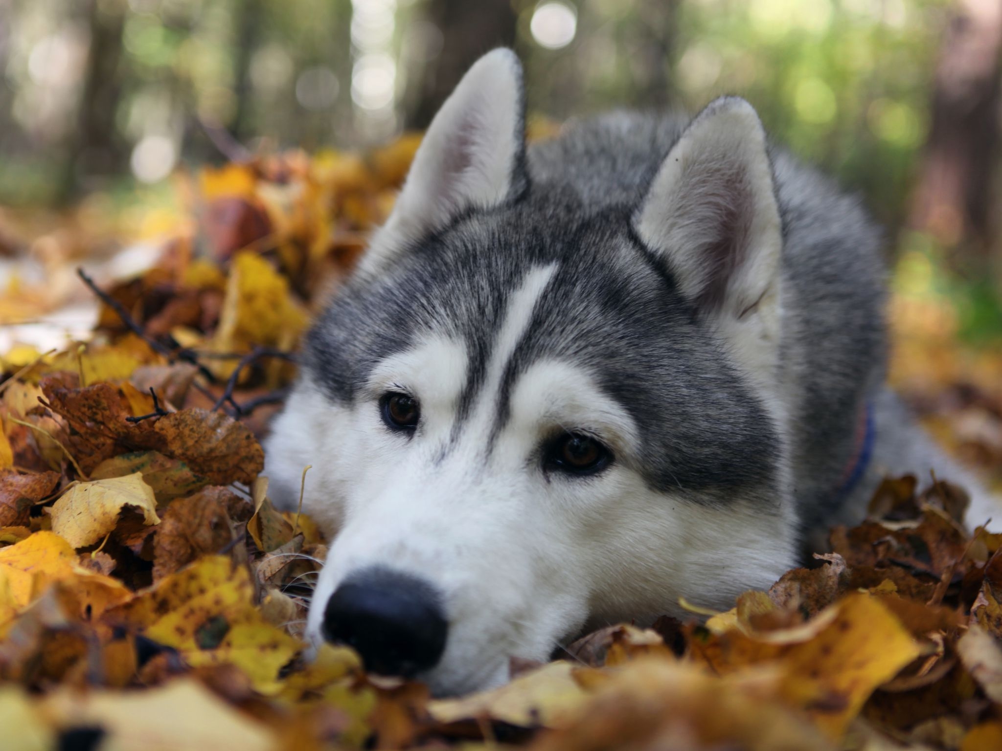 PCデスクトップに草, 葉, 犬, 銃口, 木の葉, 動物画像を無料でダウンロード