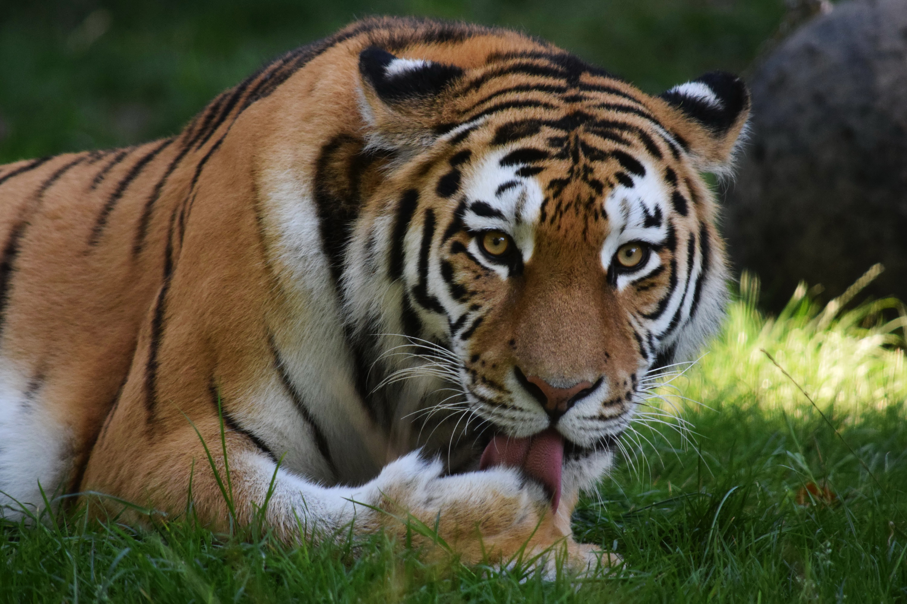 Téléchargez gratuitement l'image Animaux, Chats, Tigre sur le bureau de votre PC