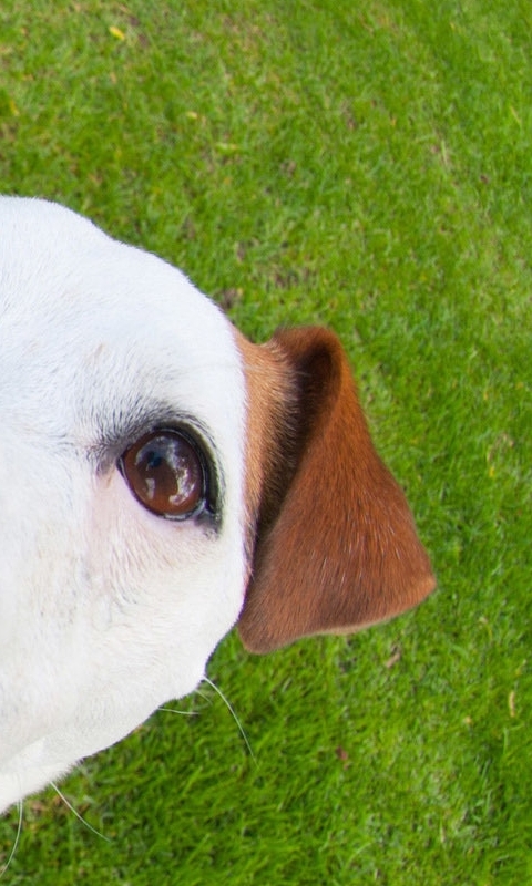 Baixar papel de parede para celular de Animais, Cães, Cão gratuito.