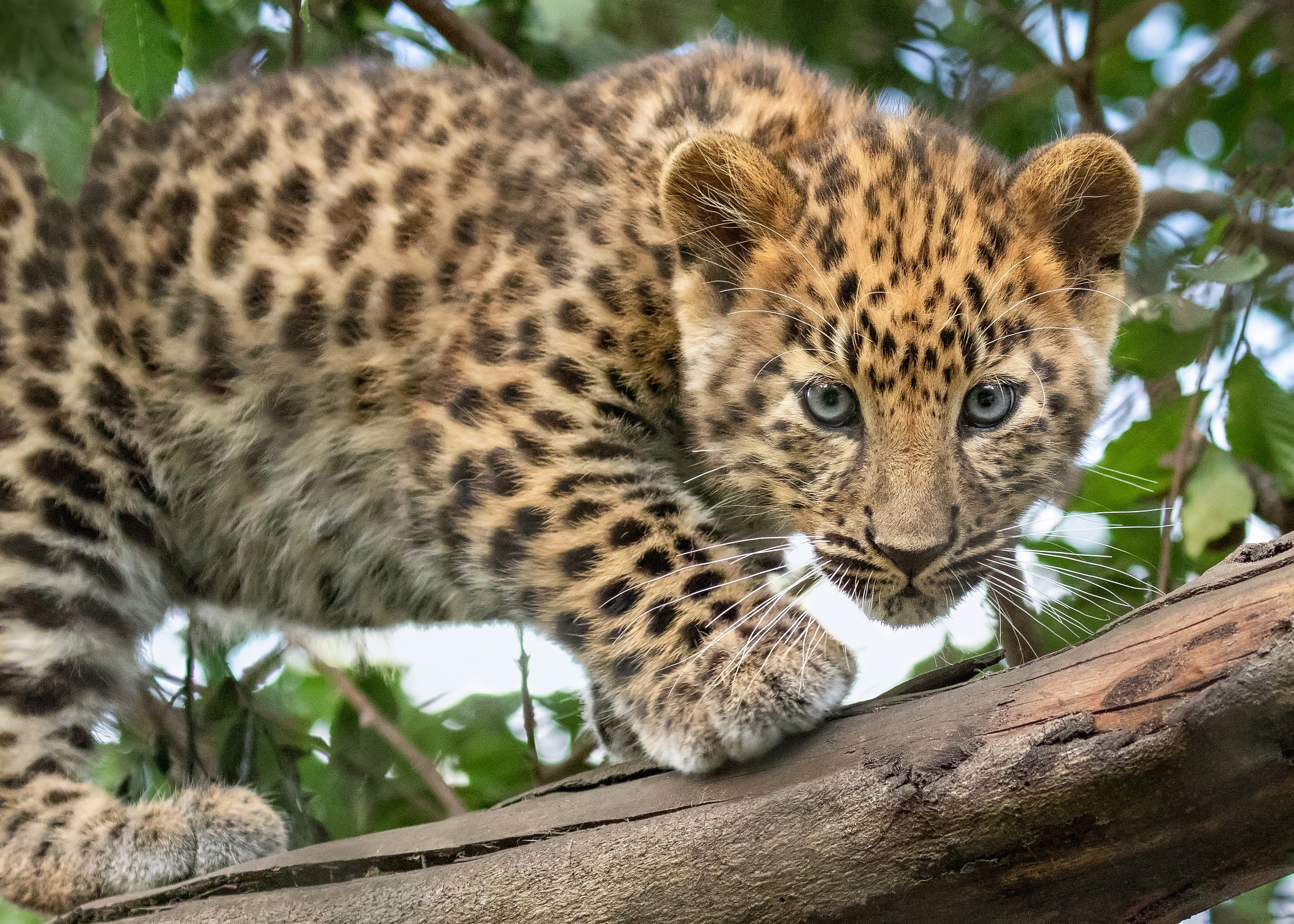 Laden Sie das Tiere, Katzen, Leopard, Tierbaby, Jungtier-Bild kostenlos auf Ihren PC-Desktop herunter