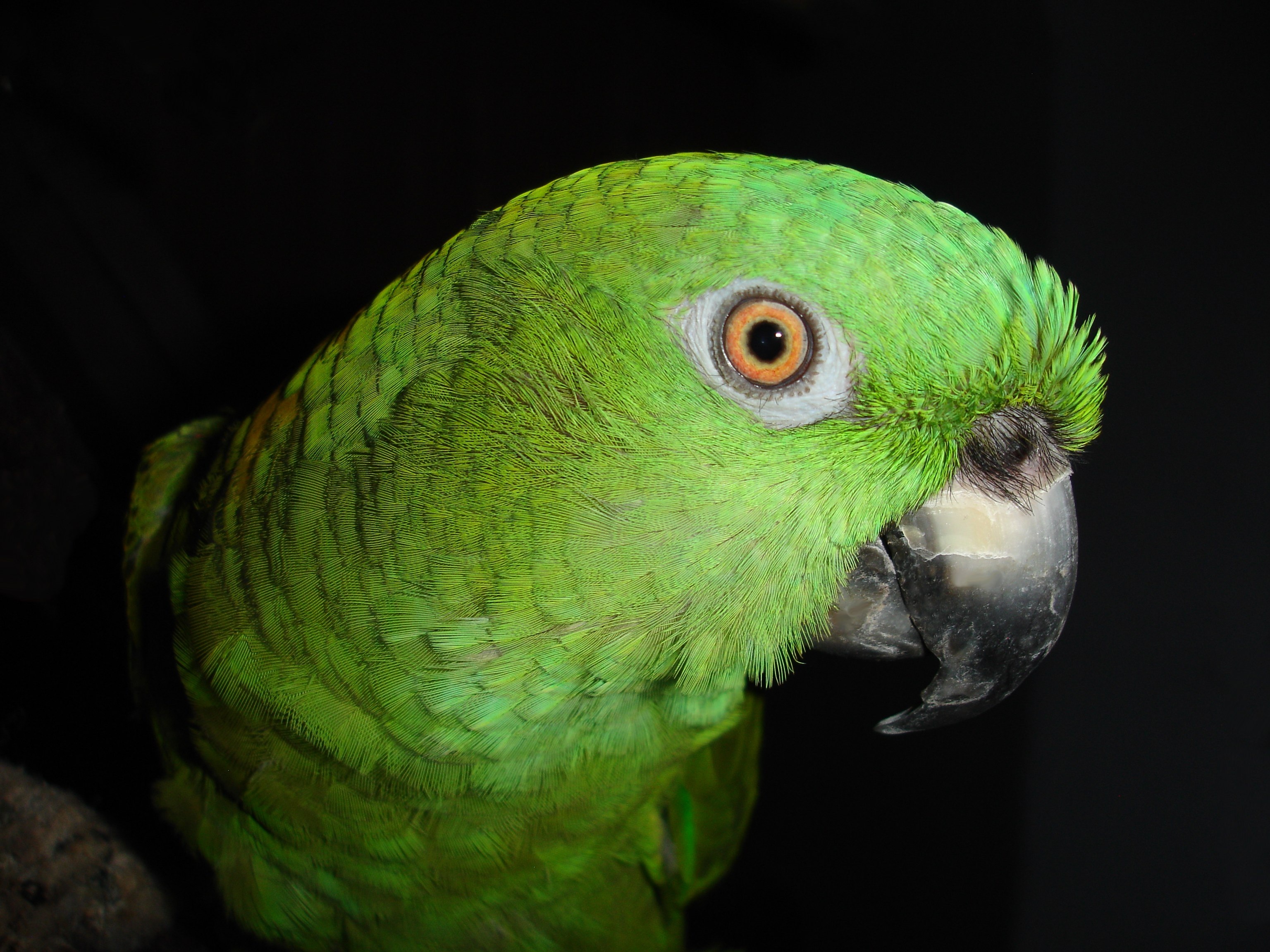 Handy-Wallpaper Vogel, Tiere, Farbe, Feder, Papageien kostenlos herunterladen.