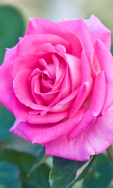 Descarga gratuita de fondo de pantalla para móvil de Flores, Rosa, Flor, Flor Rosa, Tierra/naturaleza, Rosa Rosada.