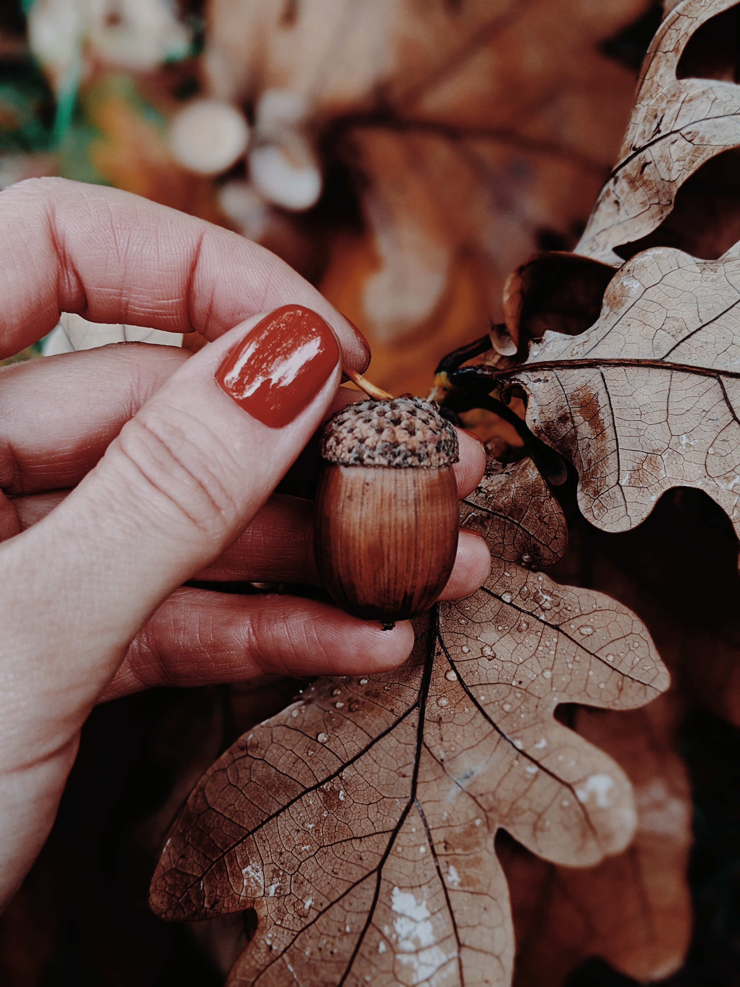 Laden Sie das Blätter, Hand, Verschiedenes, Sonstige, Eiche, Eichel, Herbst-Bild kostenlos auf Ihren PC-Desktop herunter