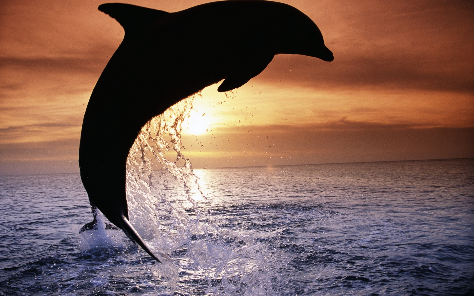 Free download wallpaper Animal, Dolphin on your PC desktop