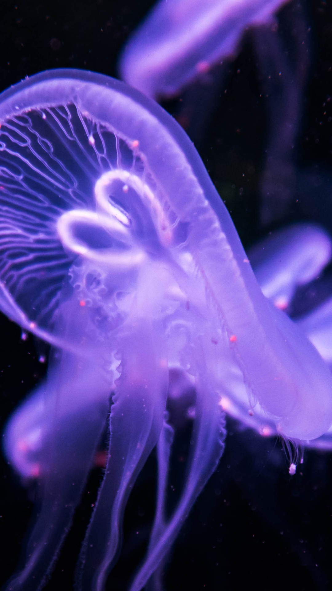 Download mobile wallpaper Jellyfish, Fishes, Animal, Purple for free.