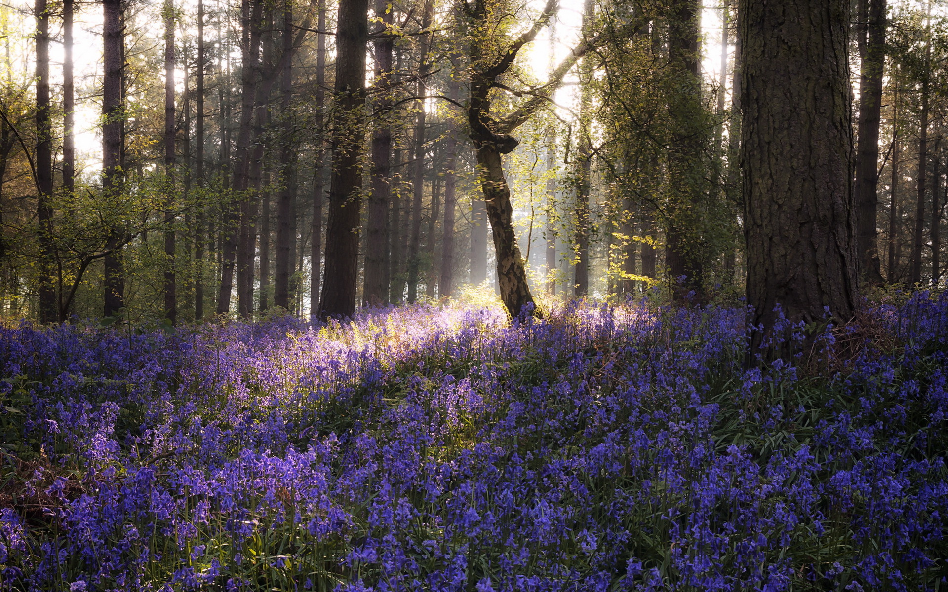 Download mobile wallpaper Nature, Flower, Forest, Tree, Earth, Sunbeam, Purple Flower for free.