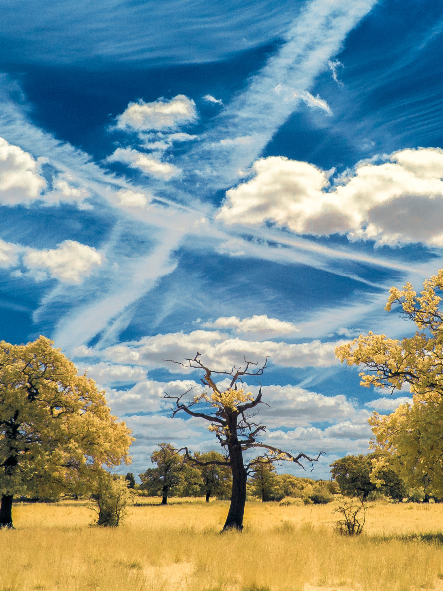 Handy-Wallpaper Landschaft, Natur, Baum, Wolke, Himmel, Erde/natur kostenlos herunterladen.