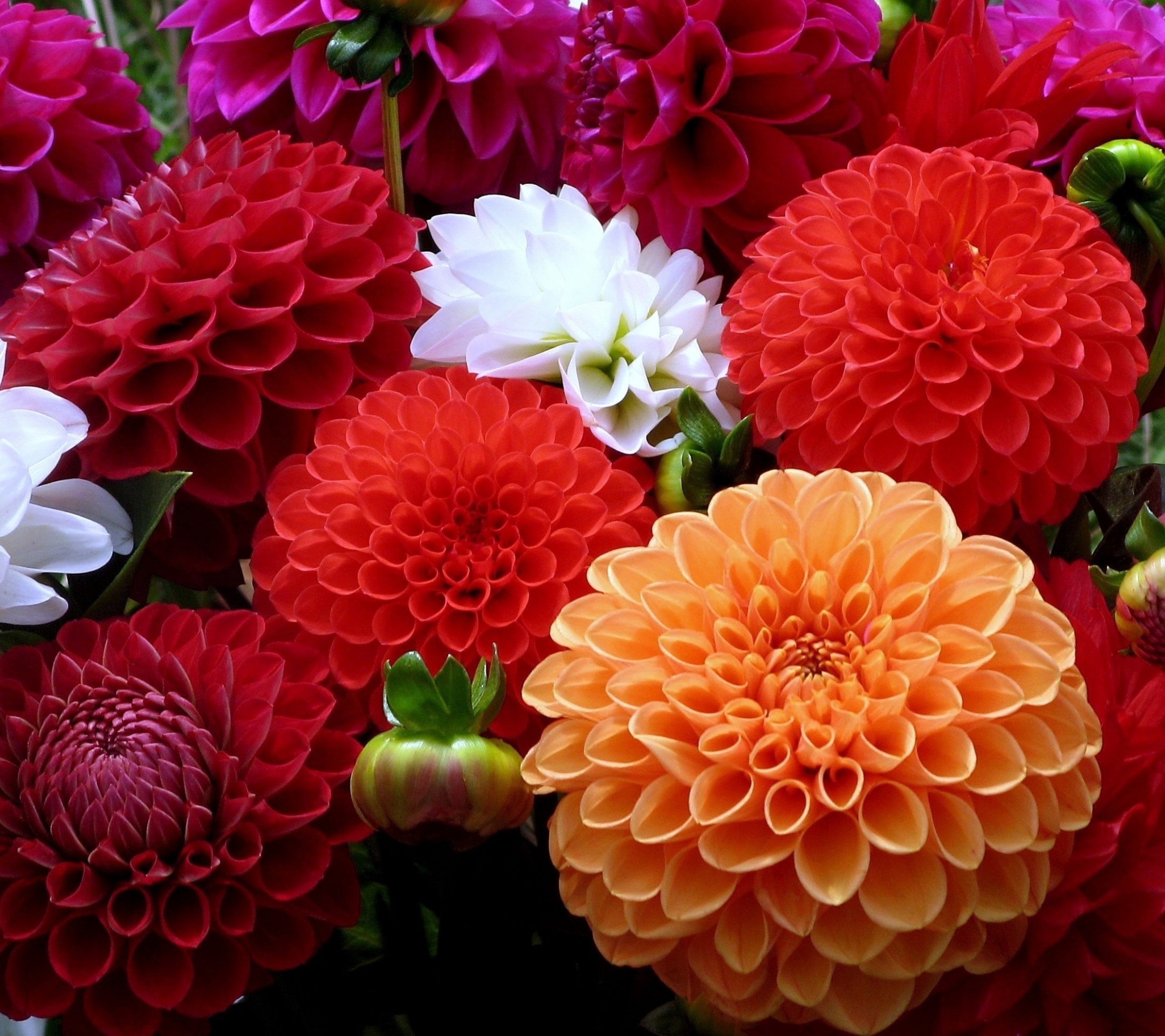 Free download wallpaper Nature, Flowers, Flower, Earth, Dahlia on your PC desktop