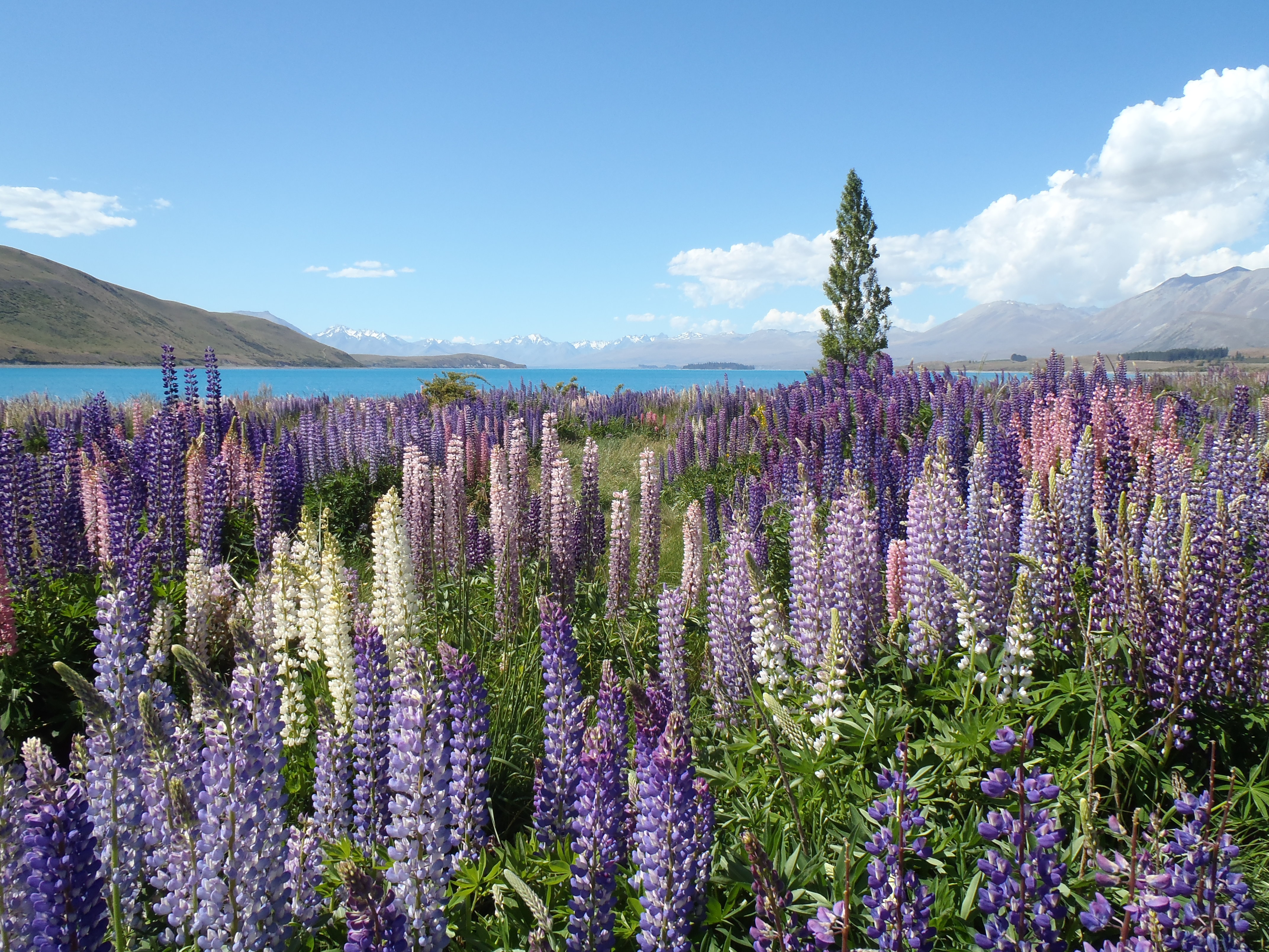 PCデスクトップに風景, 自然, 花, 地球, ルパン, 紫色の花画像を無料でダウンロード