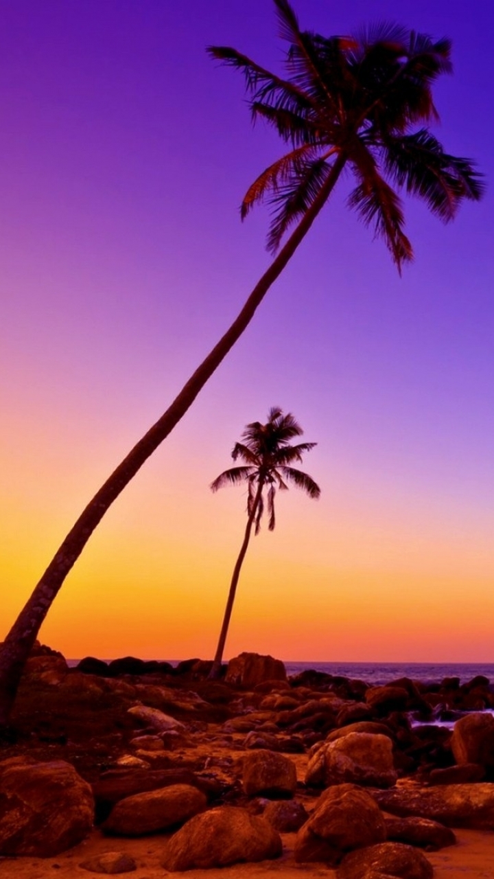 Download mobile wallpaper Sunset, Sea, Earth, Tropics, Palm Tree for free.