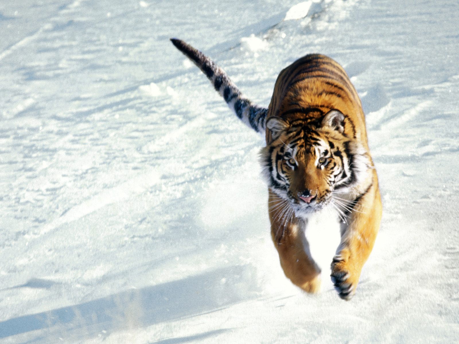 Free download wallpaper Cats, Tiger, Animal on your PC desktop