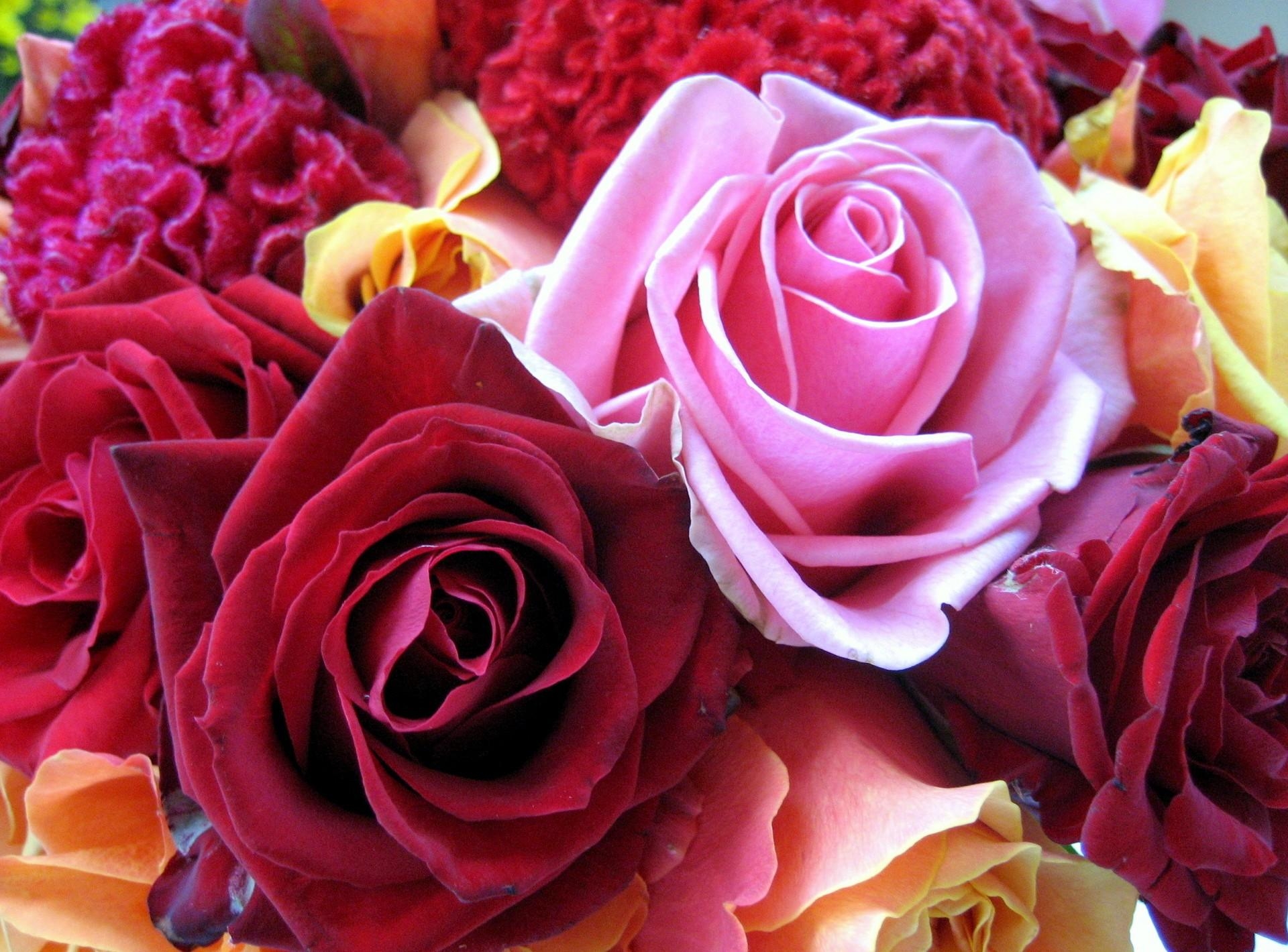 Handy-Wallpaper Roses, Blumen, Nahaufnahme, Nahansicht, Mehrfarbig, Knospen, Bunten kostenlos herunterladen.