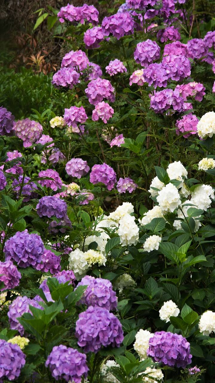 Download mobile wallpaper Flowers, Flower, Earth, Purple, Hydrangea for free.