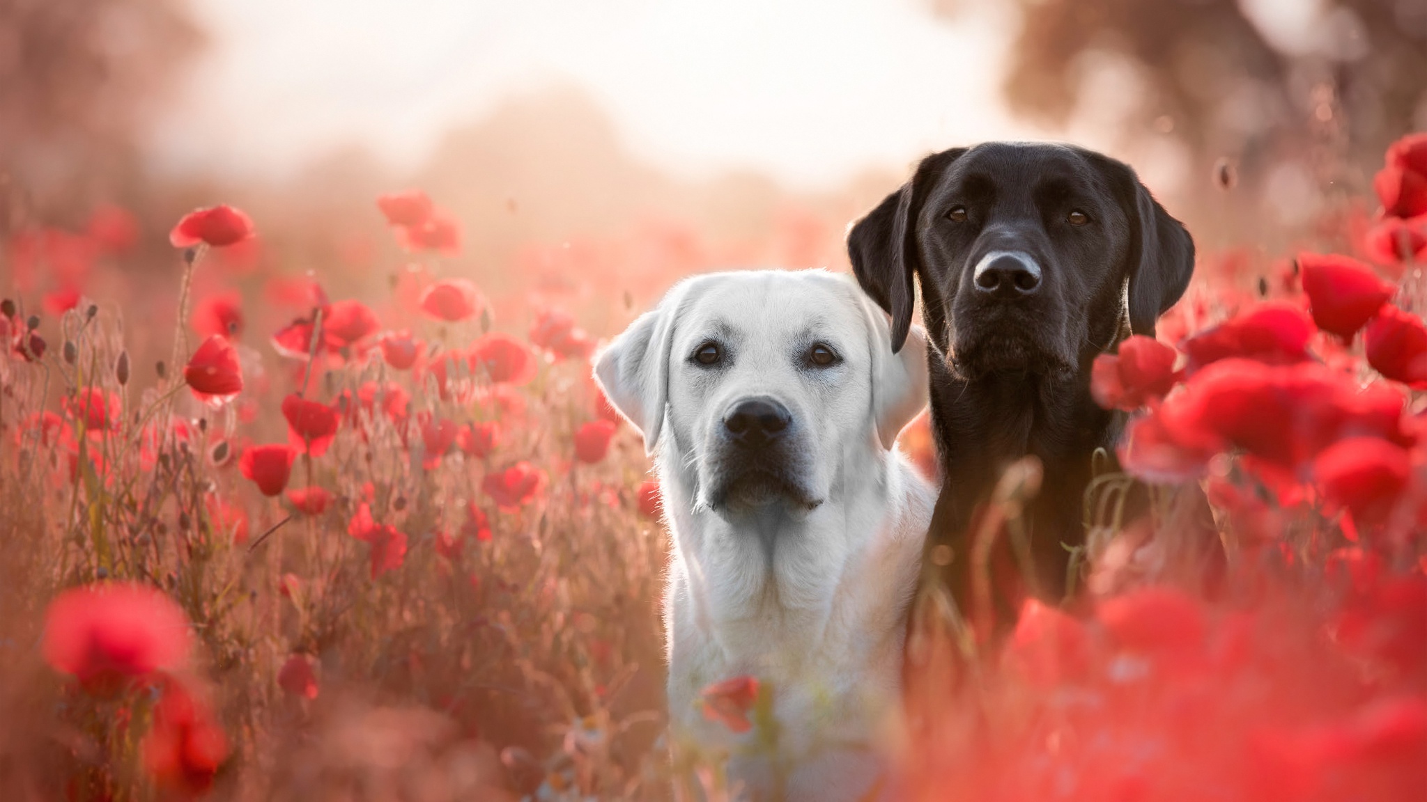 Download mobile wallpaper Dogs, Summer, Flower, Dog, Animal, Labrador, Poppy, Labrador Retriever, Red Flower for free.