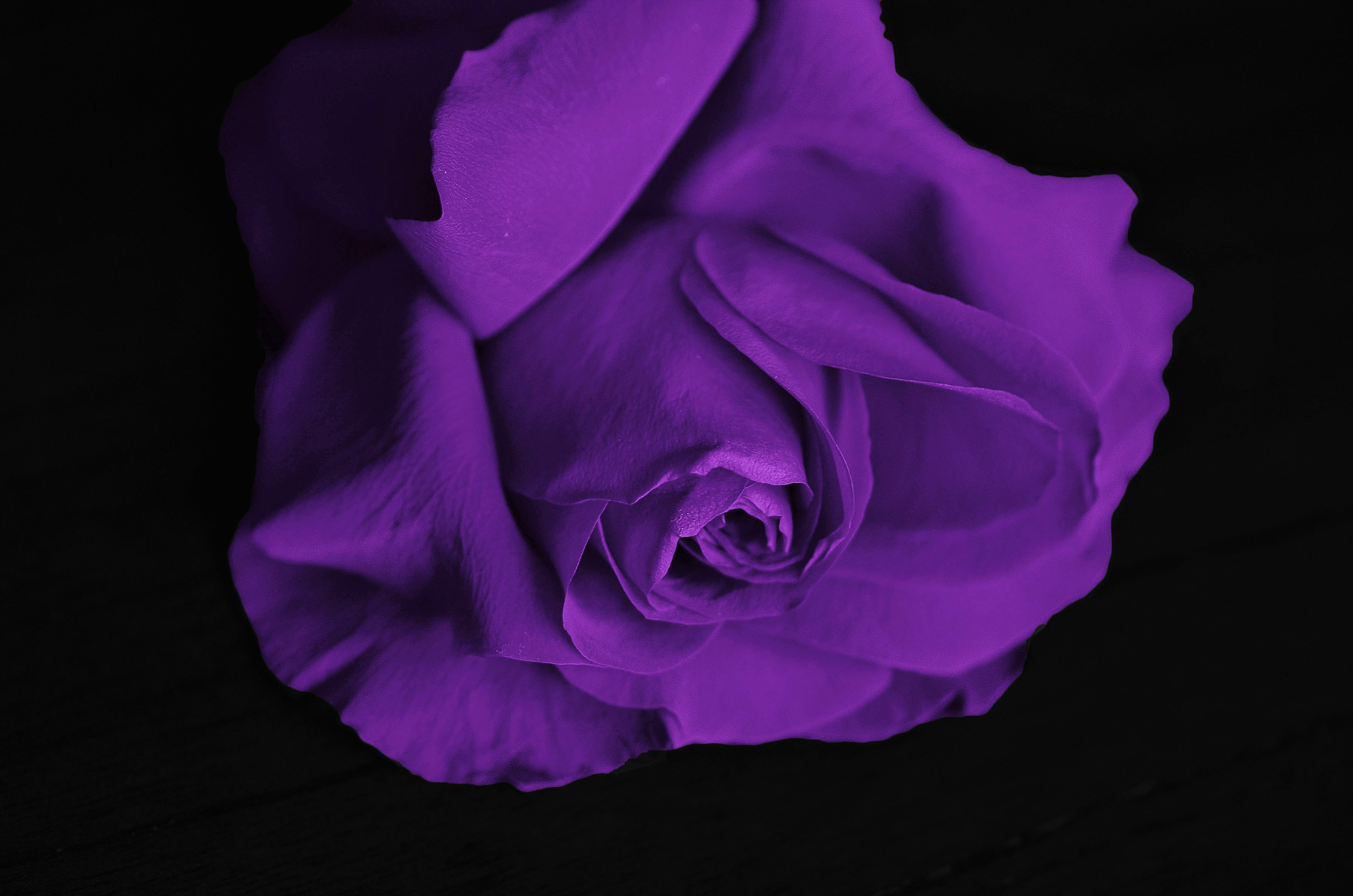 Скачать обои Фиолетовая Роза на телефон бесплатно